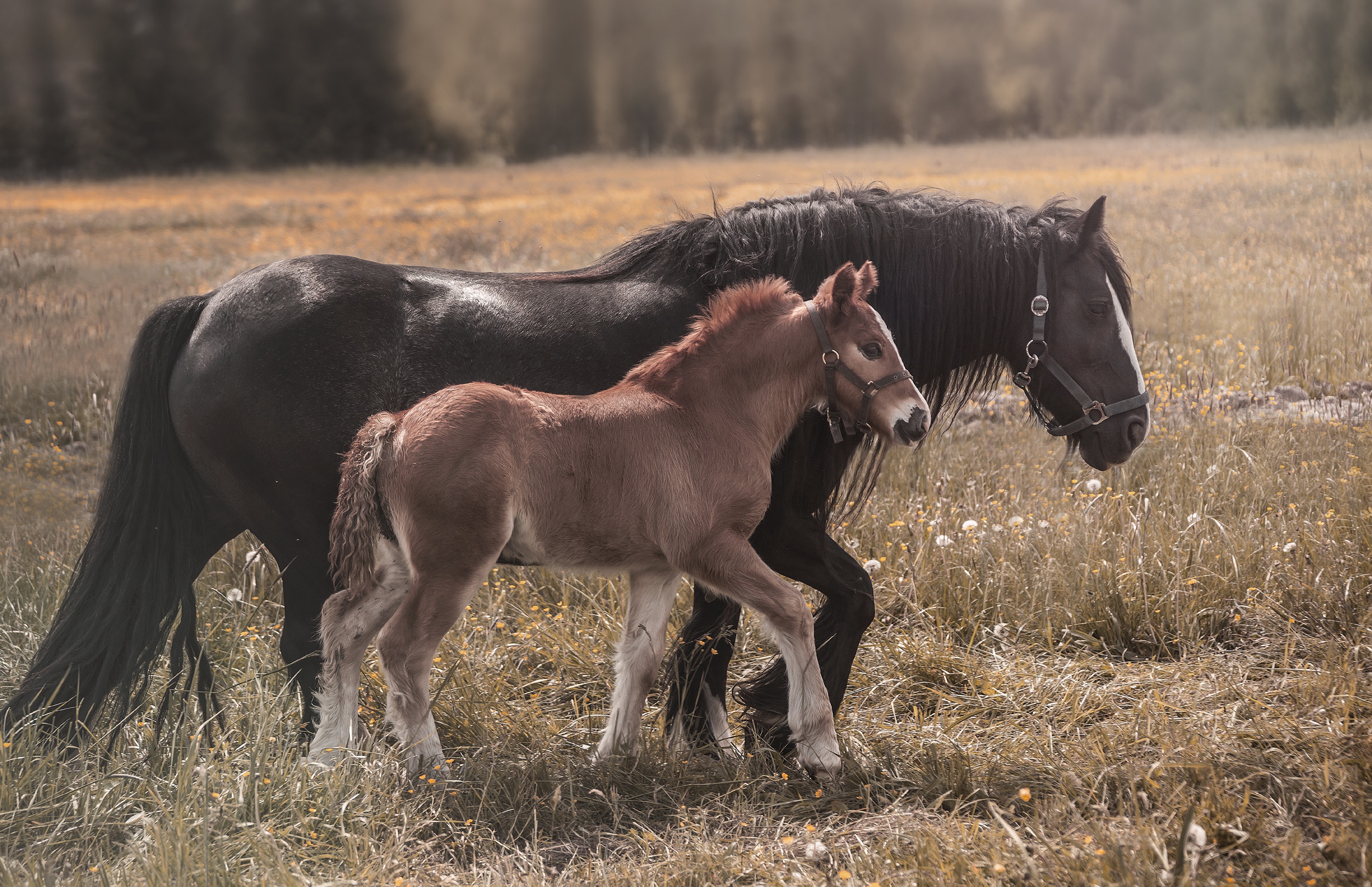 Baby Animal Foal Horse 2500x1616