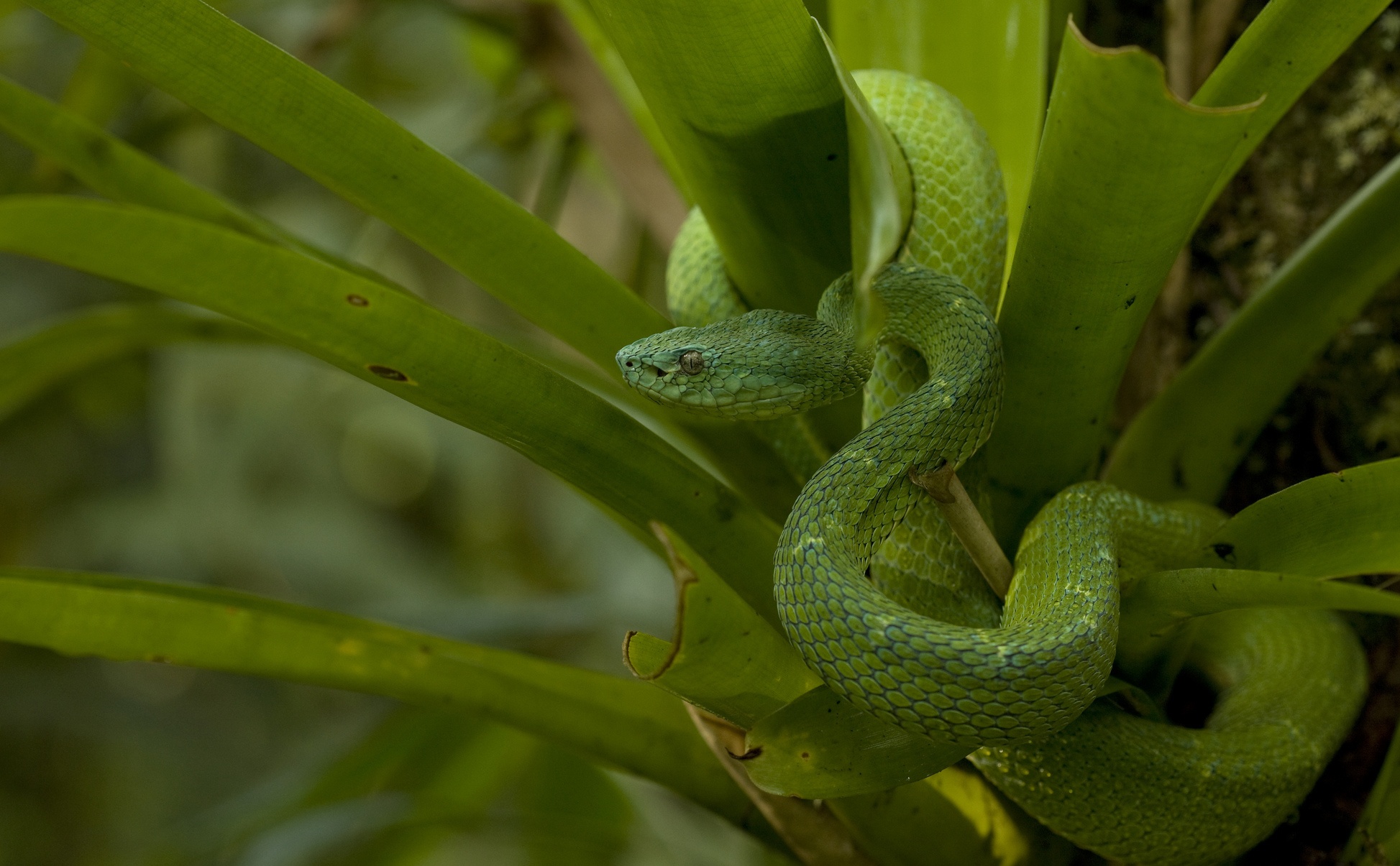 Green Reptile Snake Wildlife 1947x1205