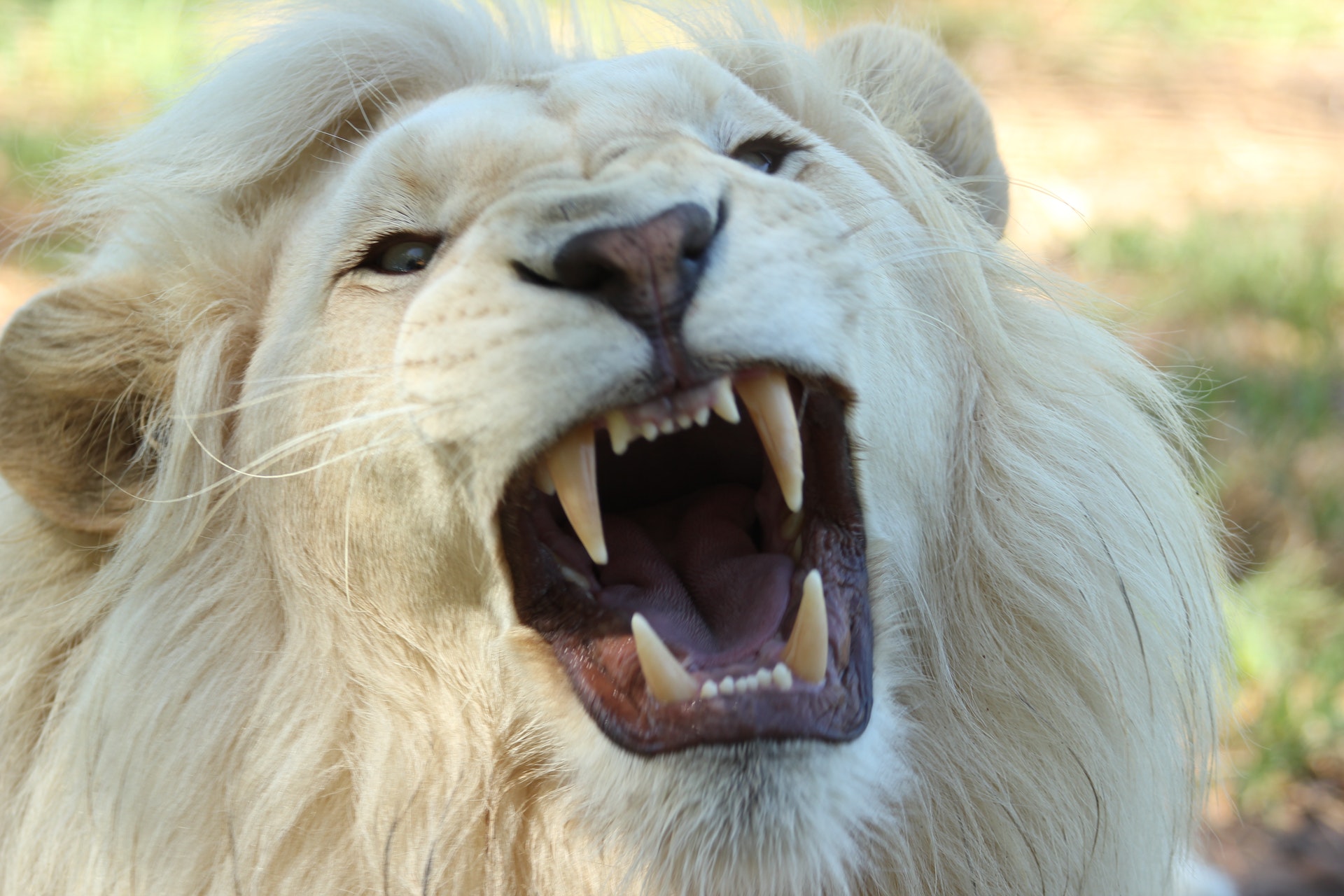 Big Cat White Lion Wildlife Predator Animal 1920x1280