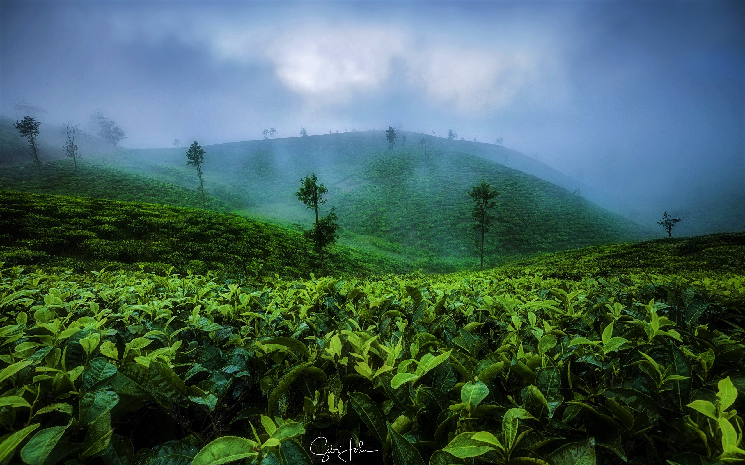 Fog Hill Leaf Tea Plantation Tree 2560x1600