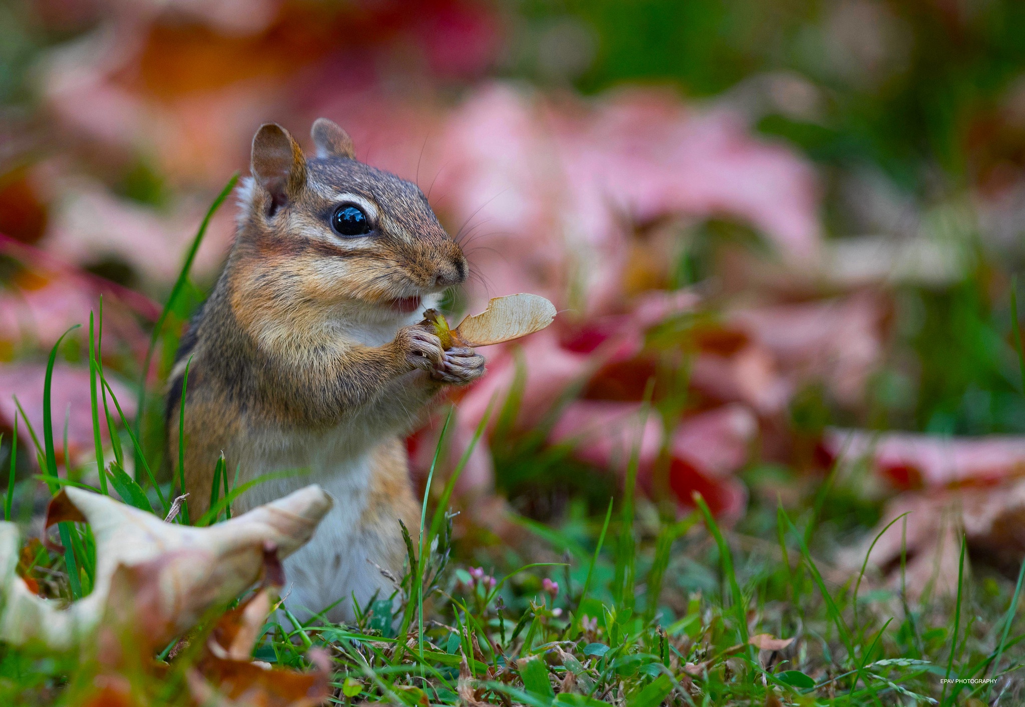 Chipmunk Rodent Wildlife 2047x1413