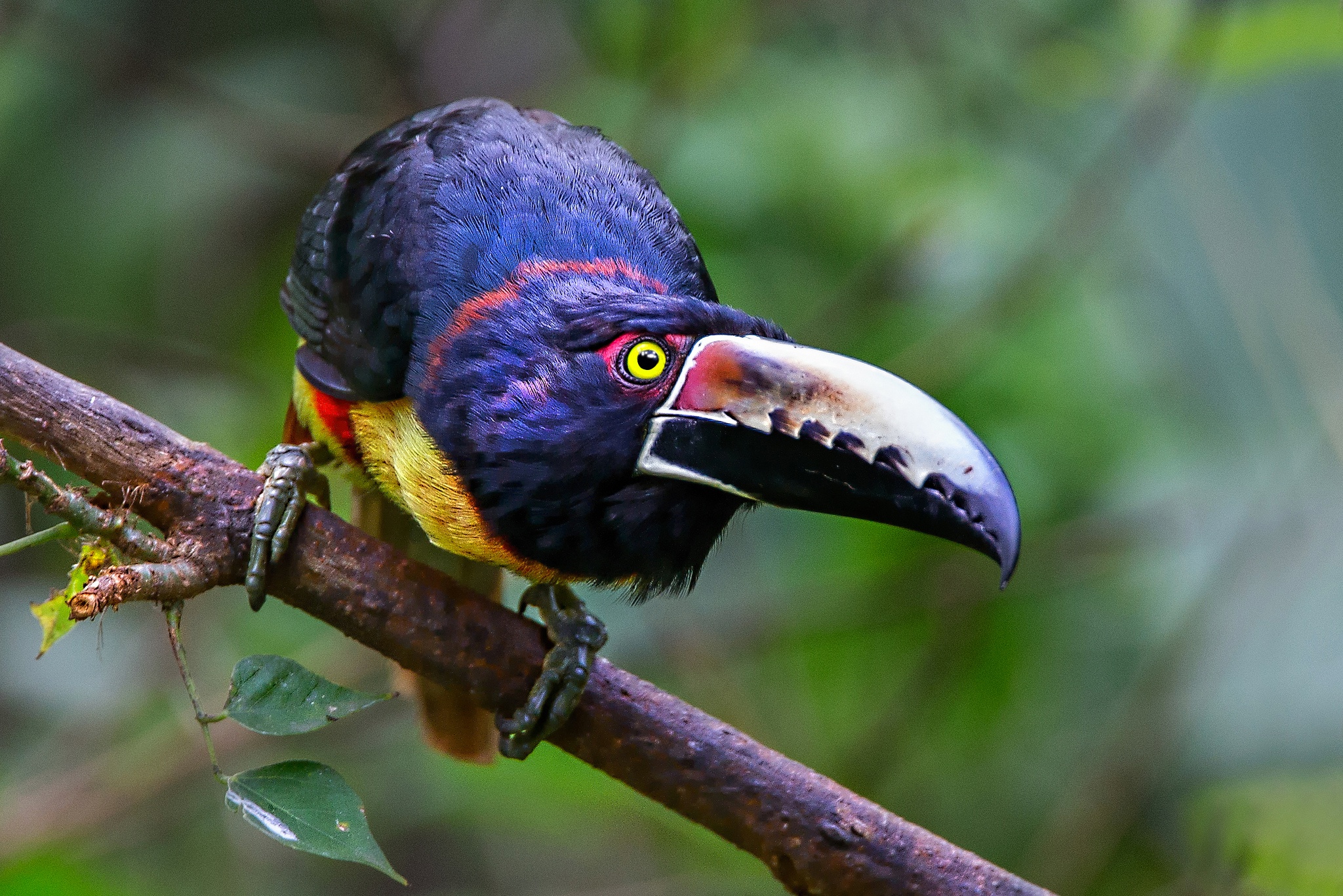 Beak Bird Toucan Wildlife 2048x1366