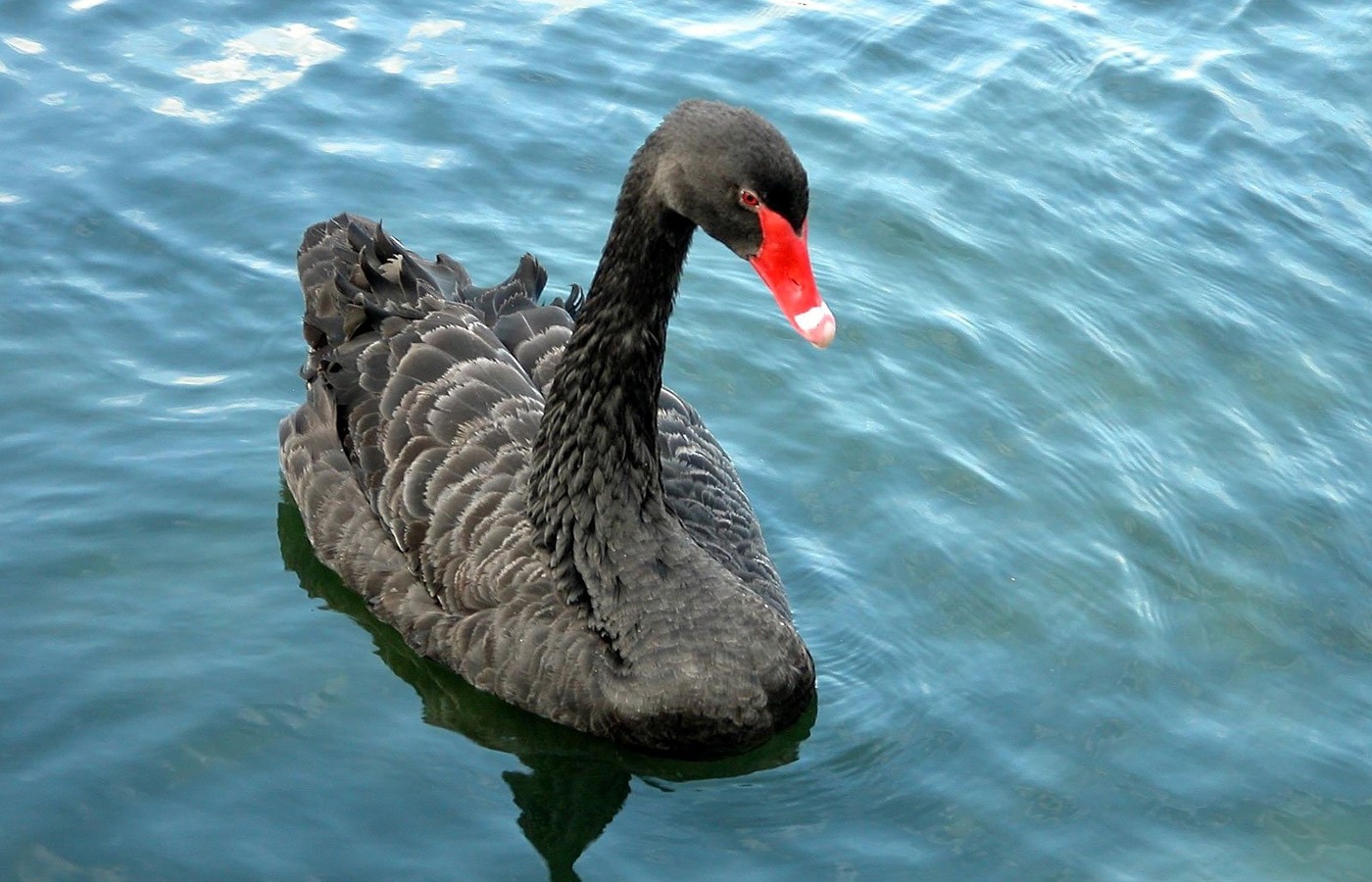 Animal Black Swan 1400x900