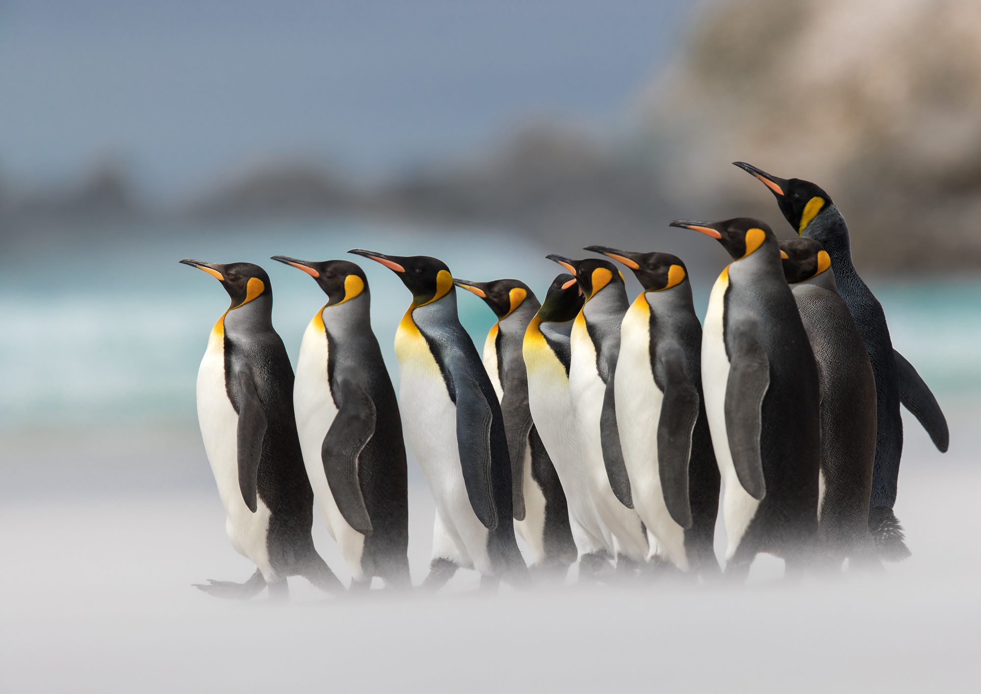 Bird Penguin Wildlife 2000x1414