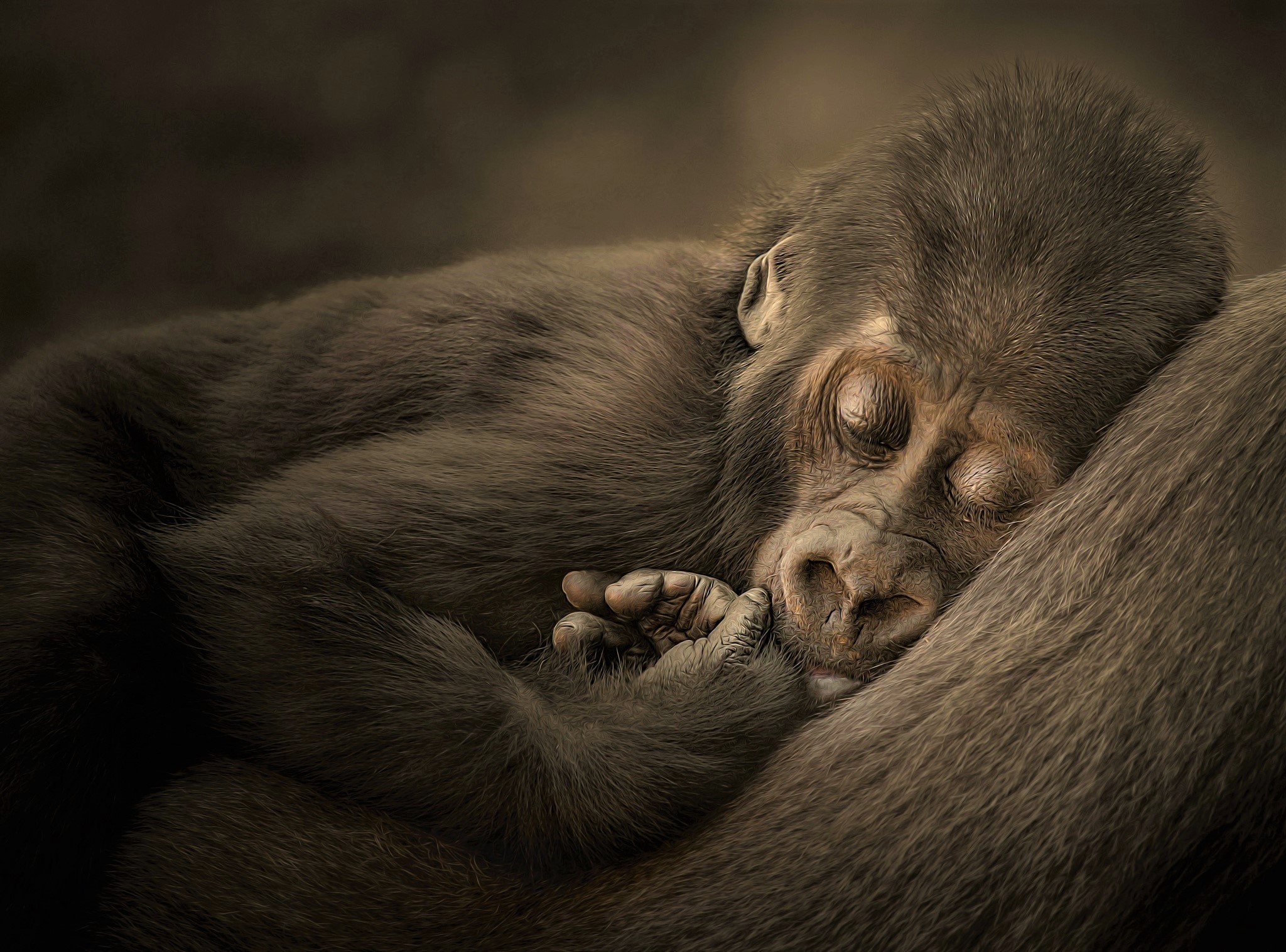 Animal Baby Animal Cute Gorilla Sleeping 2048x1517
