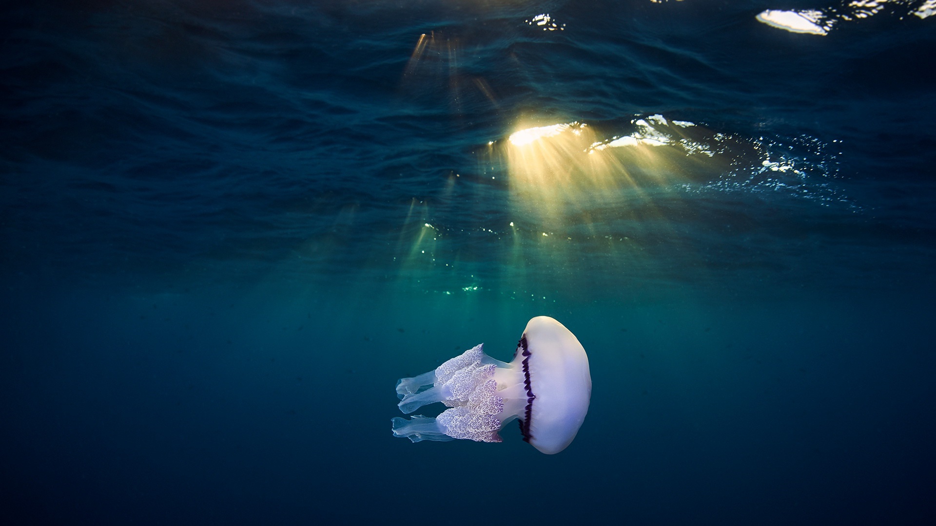 Jellyfish Sea Life Sunbeam Underwater 1920x1080