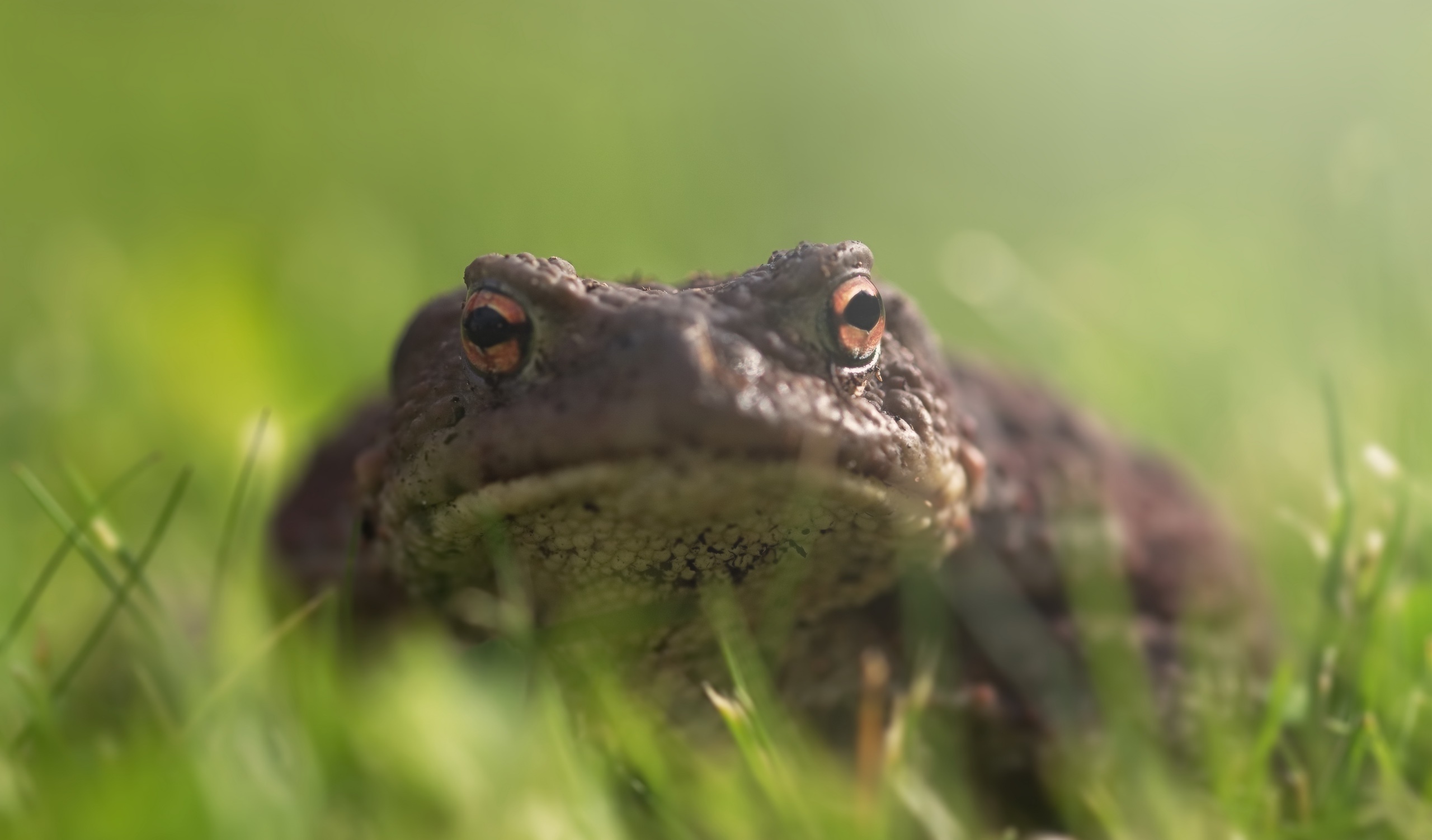 Amphibian Toad Wildlife 2560x1502