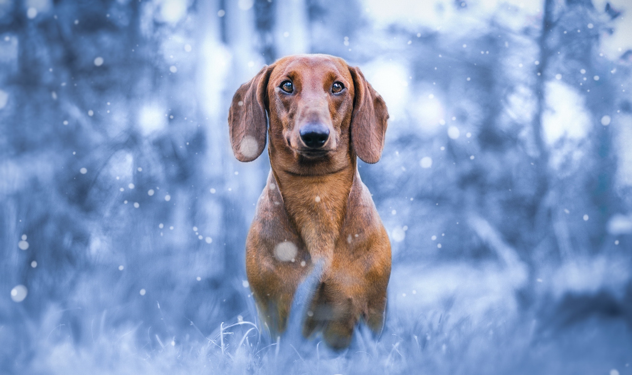 Animal Dachshund Depth Of Field Dog Pet Snowfall 2048x1214