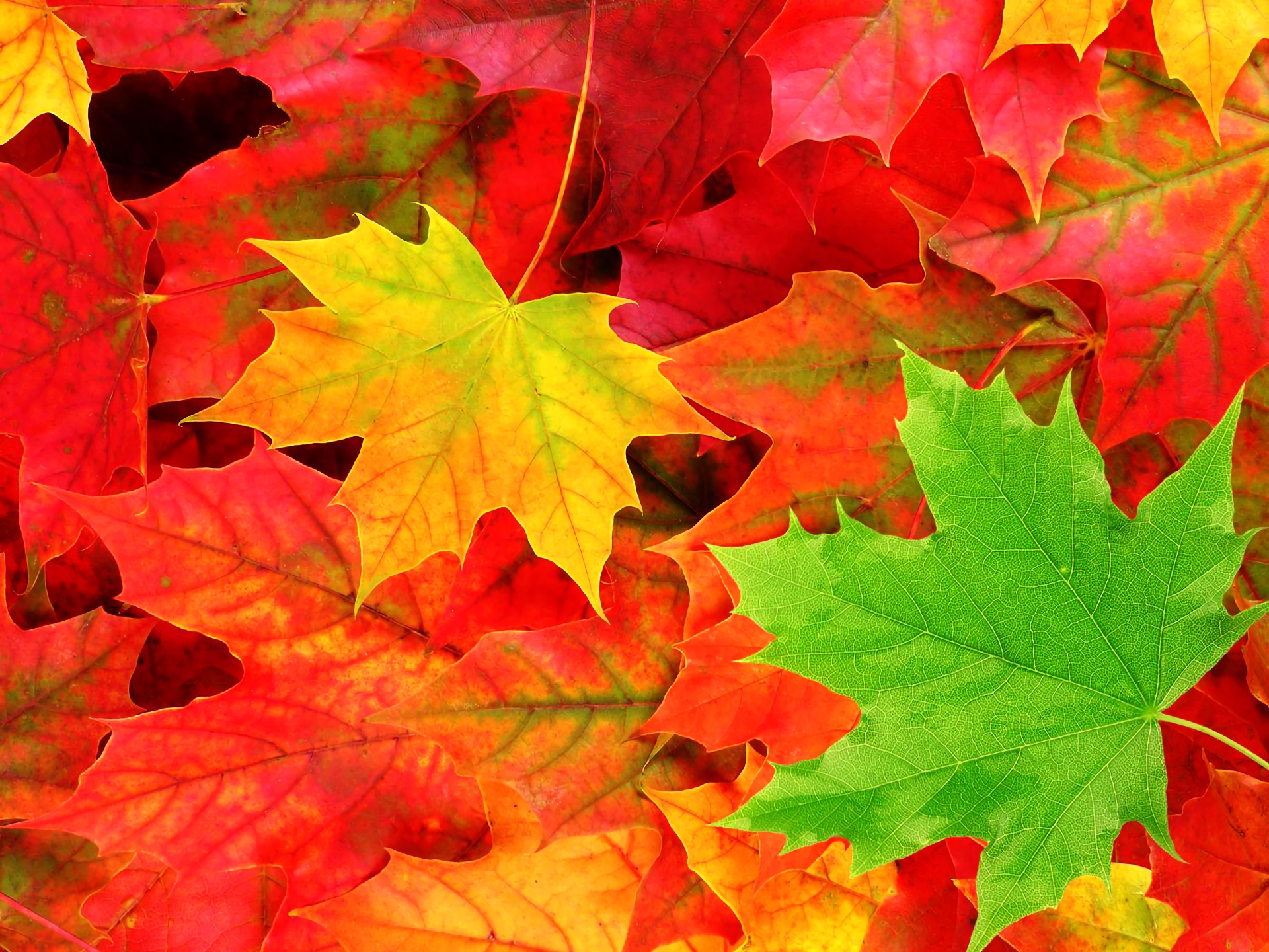 Close Up Colors Earth Fall Leaf Maple Leaf 1920x1440