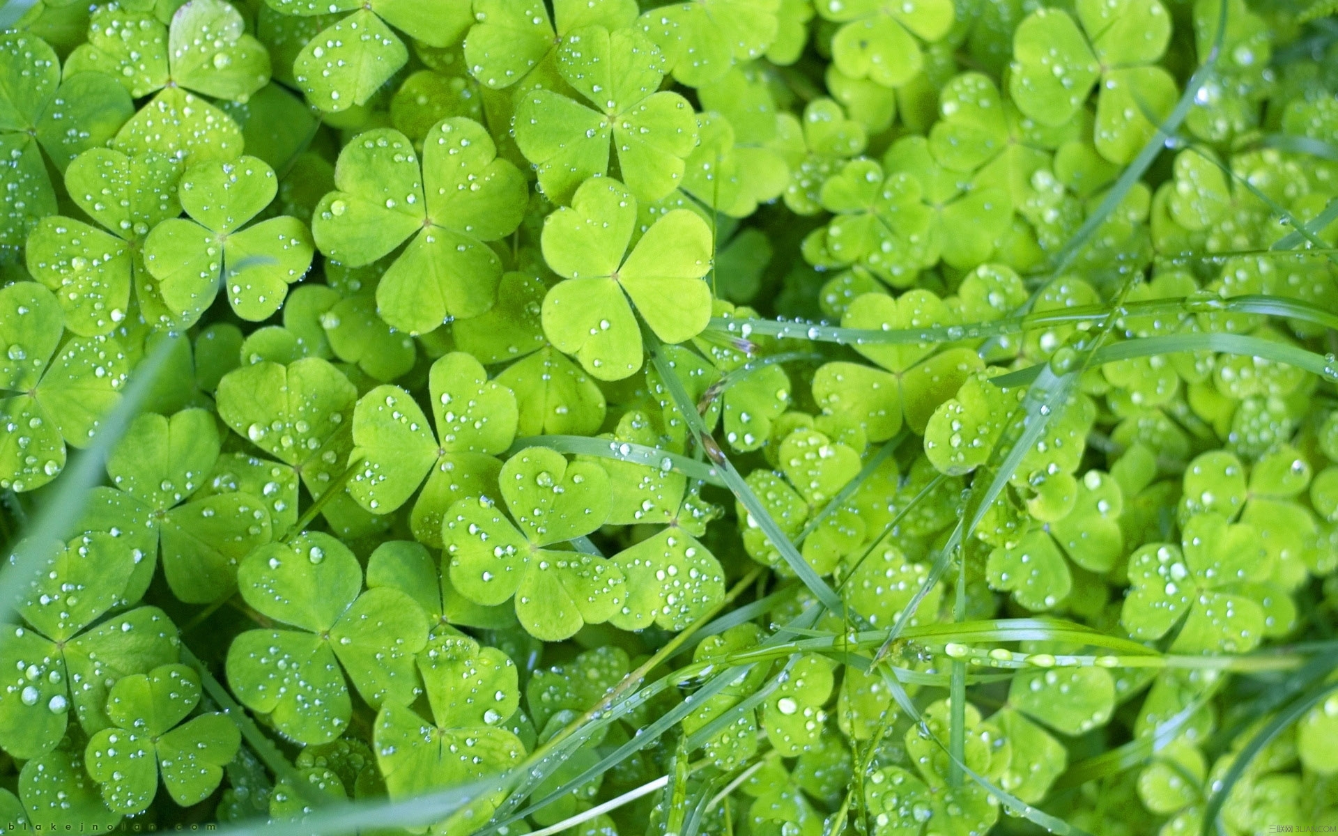 Clover Earth Greenery Leaf Nature Plant 1920x1200