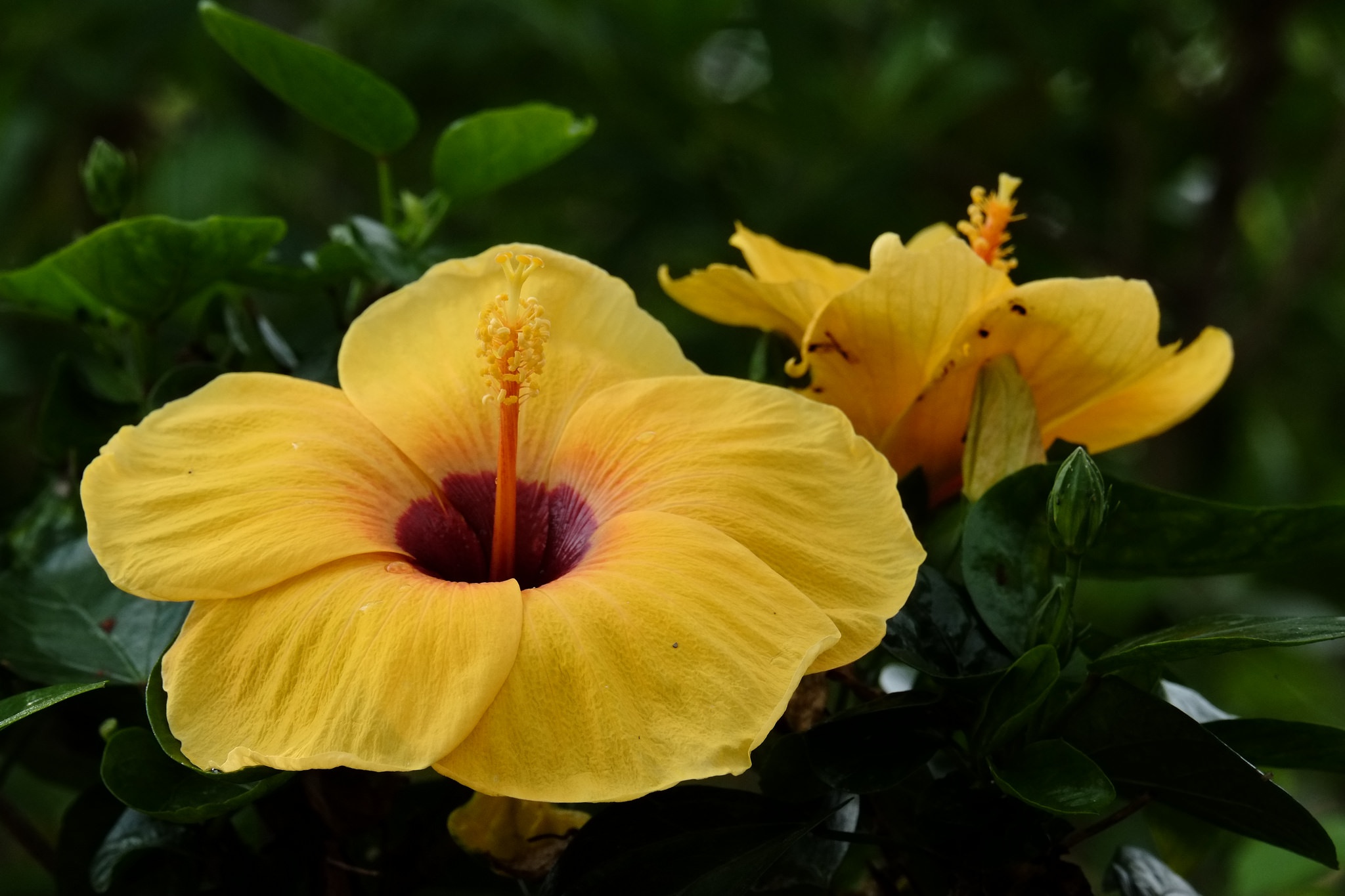 Flower Hibiscus Nature Yellow Flower 2048x1365