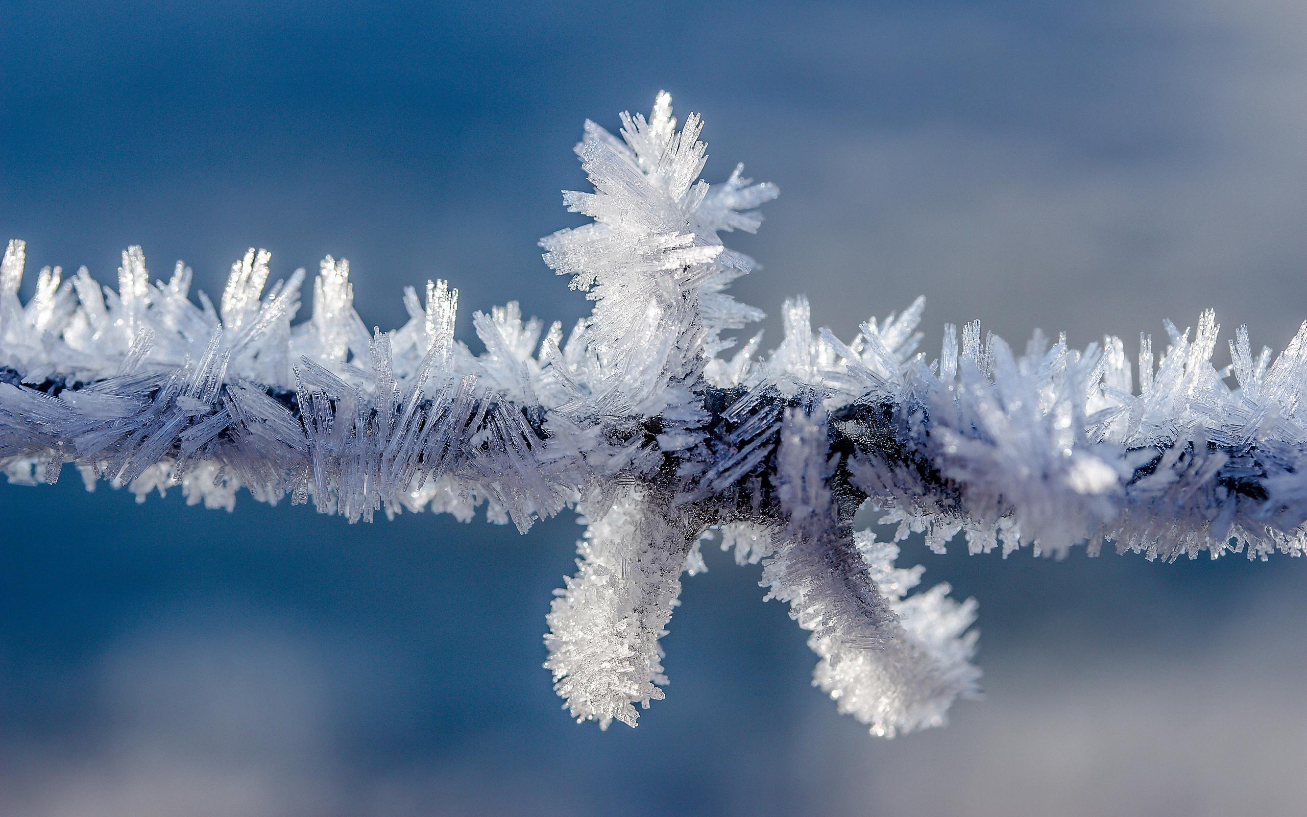 Branch Frost Snow 2560x1600