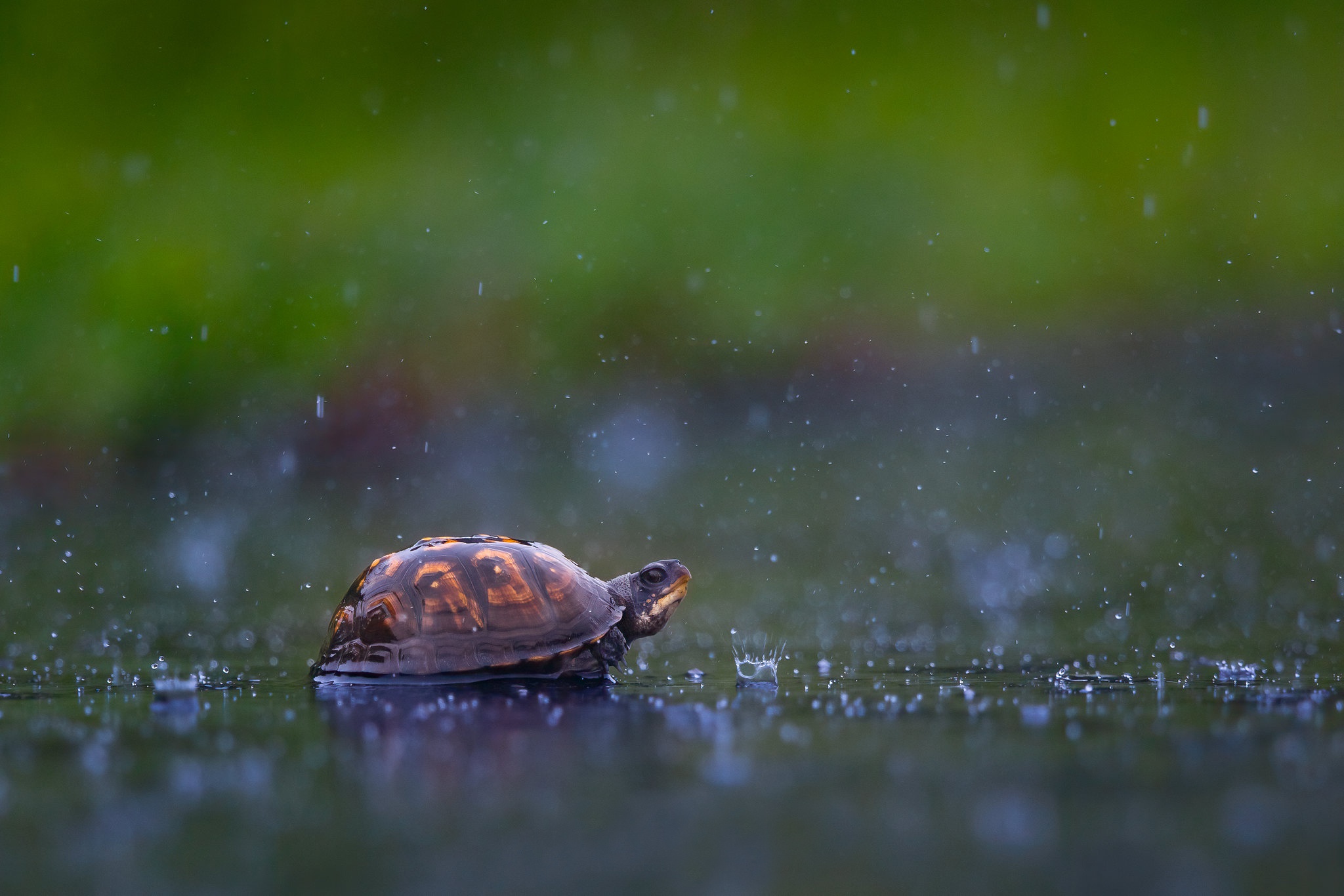 Rain Turtle Wildlife 2048x1366