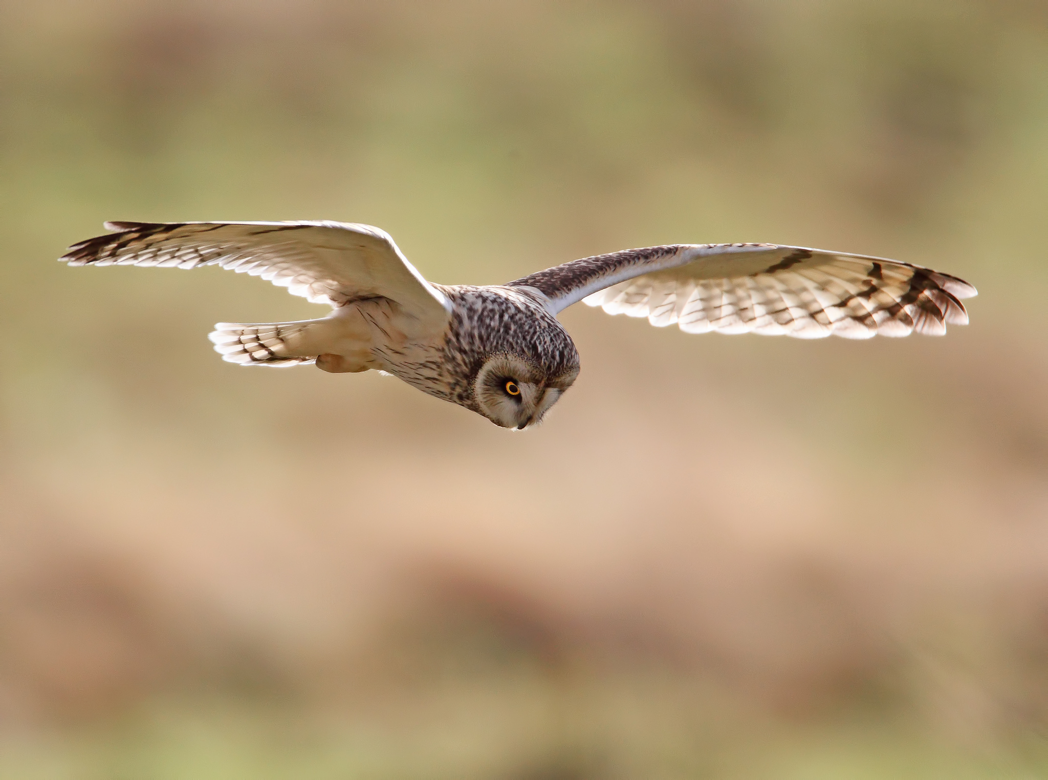 Bird Flight Flying Owl 2048x1523