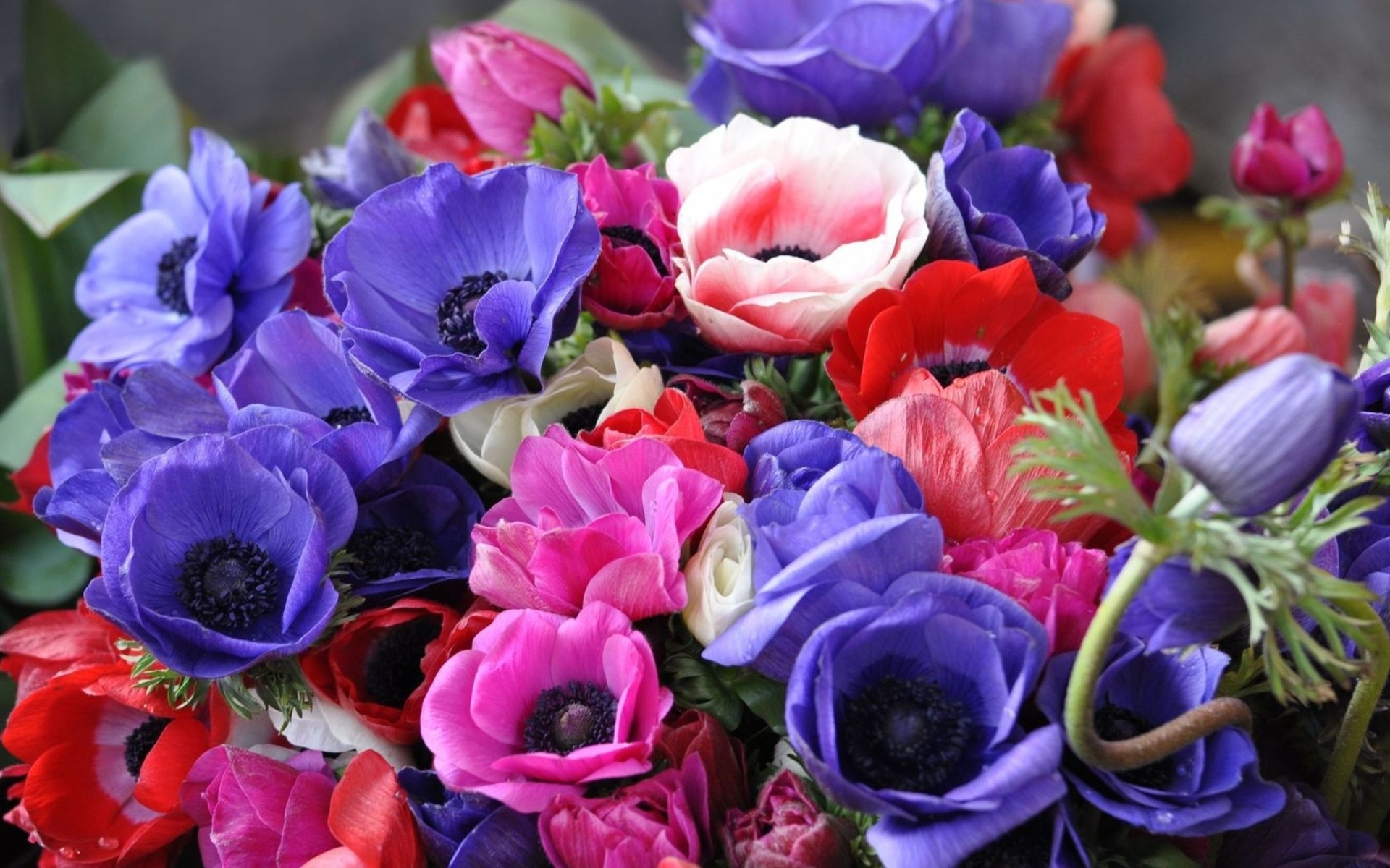 Anemone Bouquet Colorful Colors Earth Flower Pink Flower Purple Flower Red Flower 1920x1200
