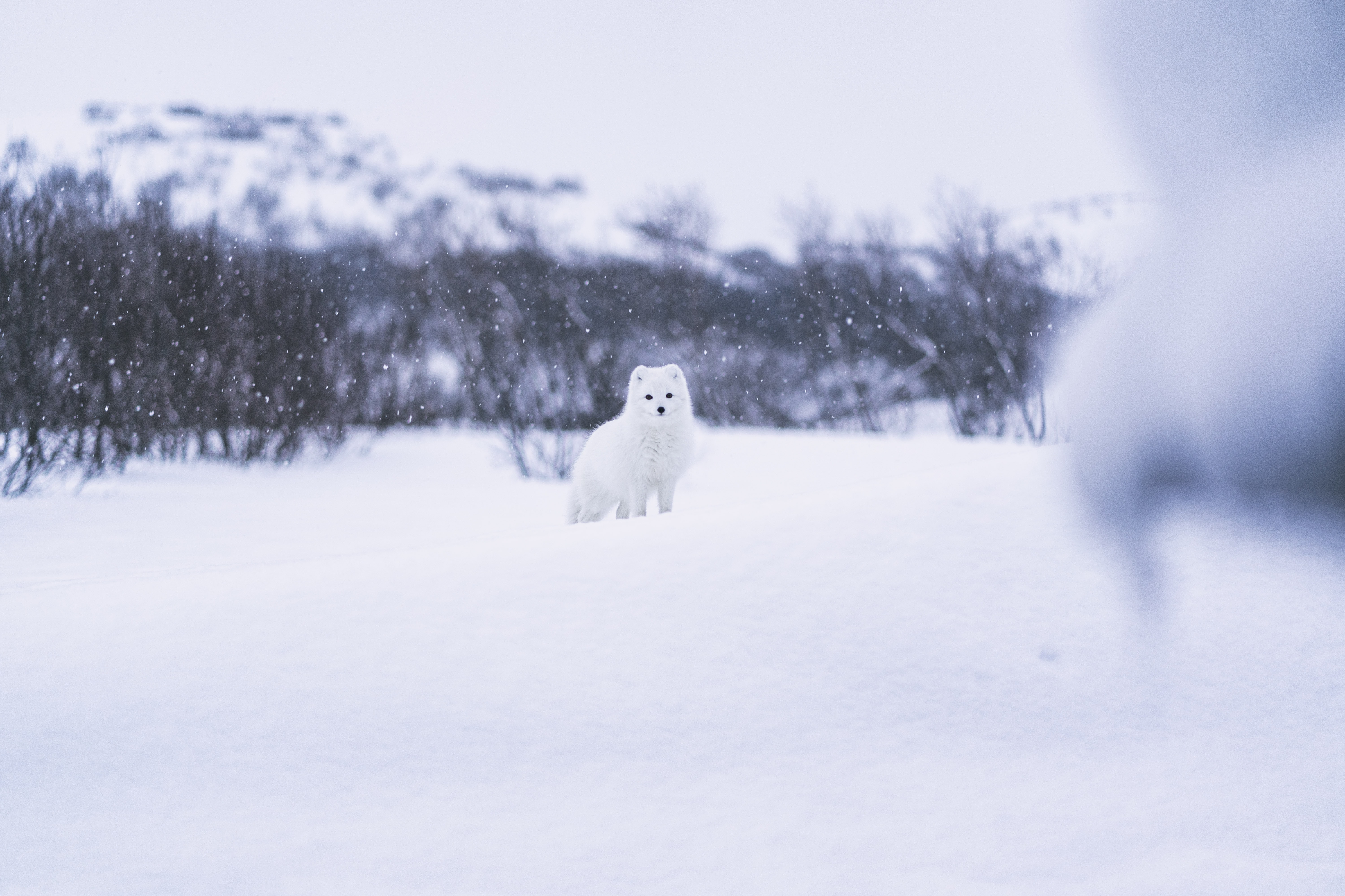 Animal Arctic Fox 6000x4000