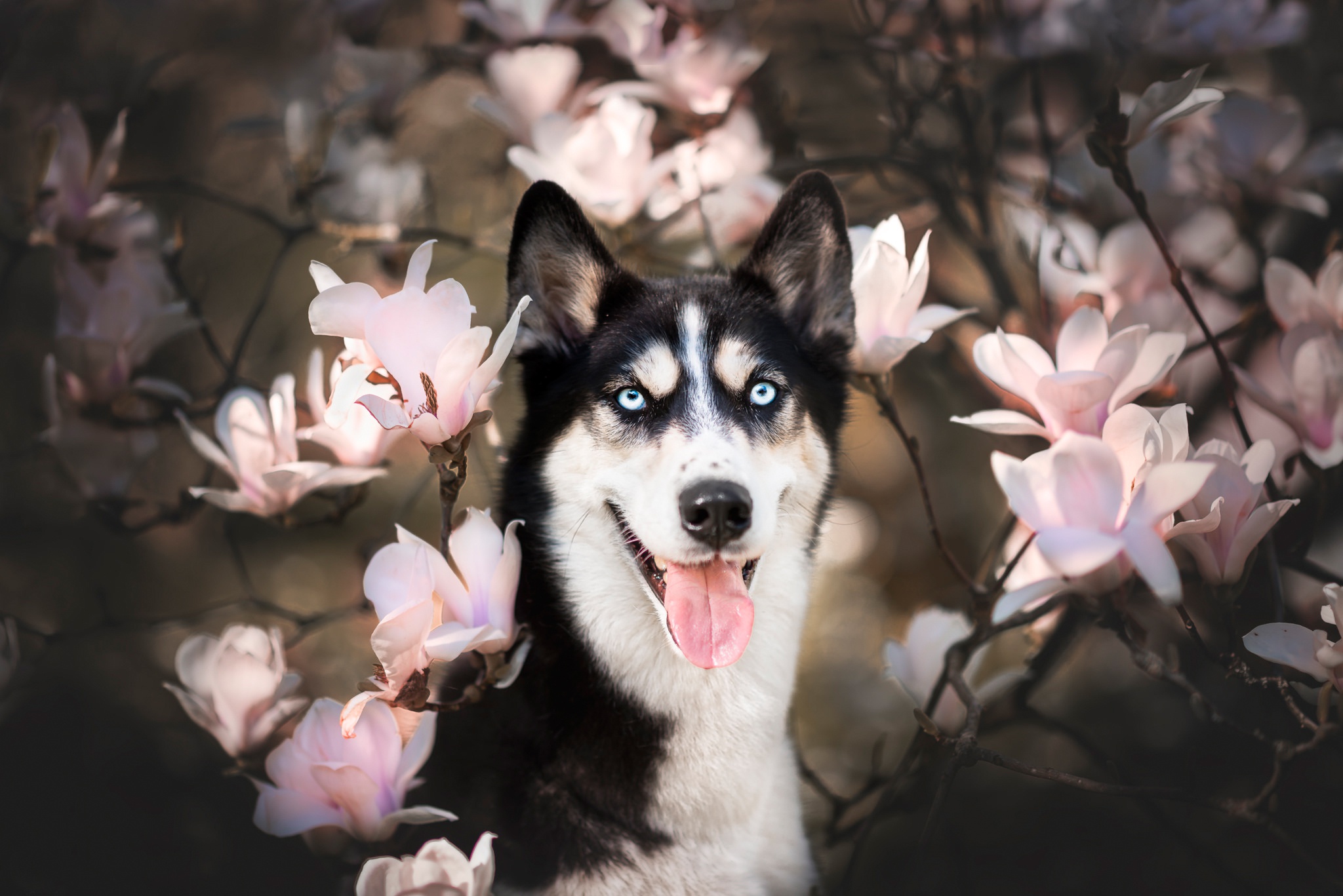Blossom Dog Pet Pink Flower Siberian Husky Spring 2048x1367