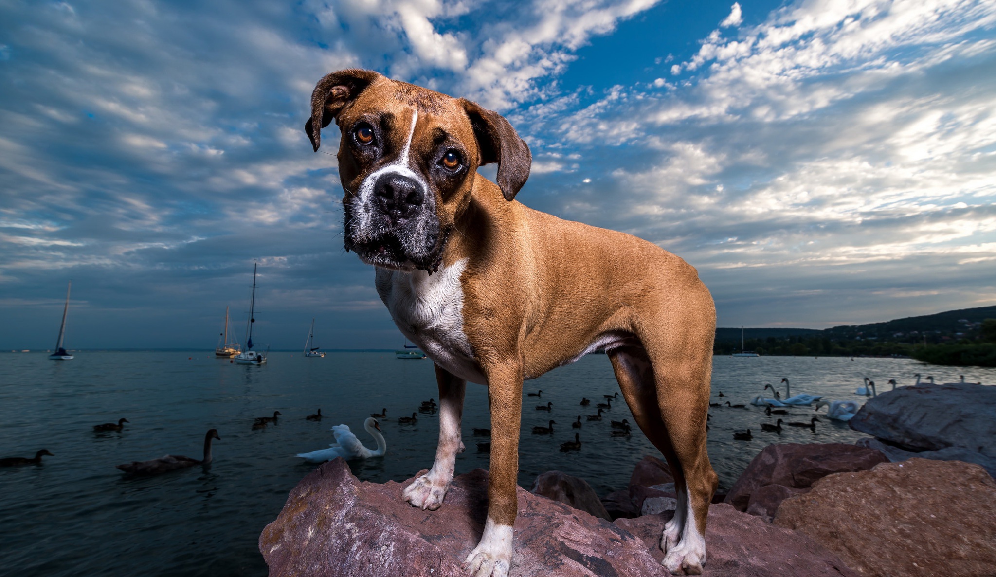 Boxer Dog Dog Pet Stare 2047x1186