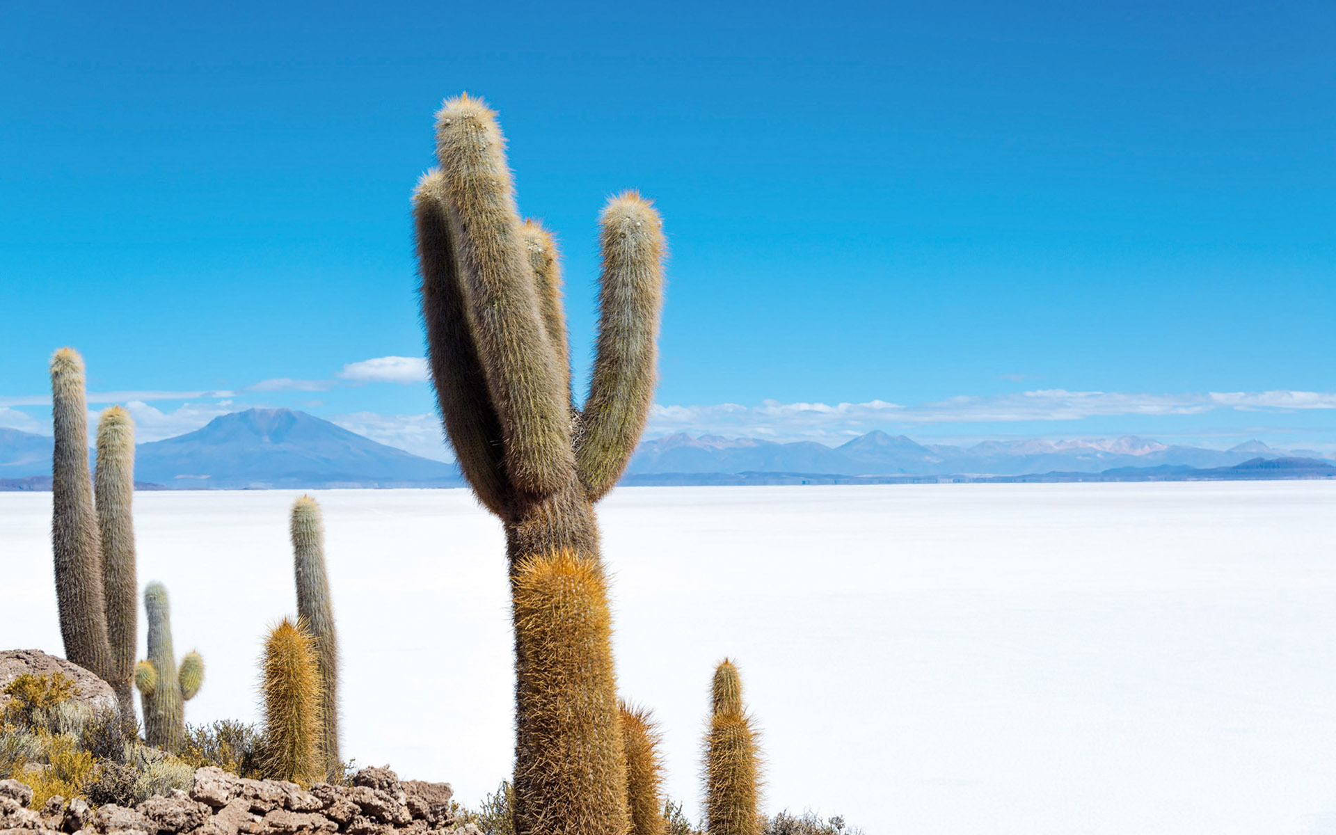 Bolivia Cactus Salt Lake 1920x1200