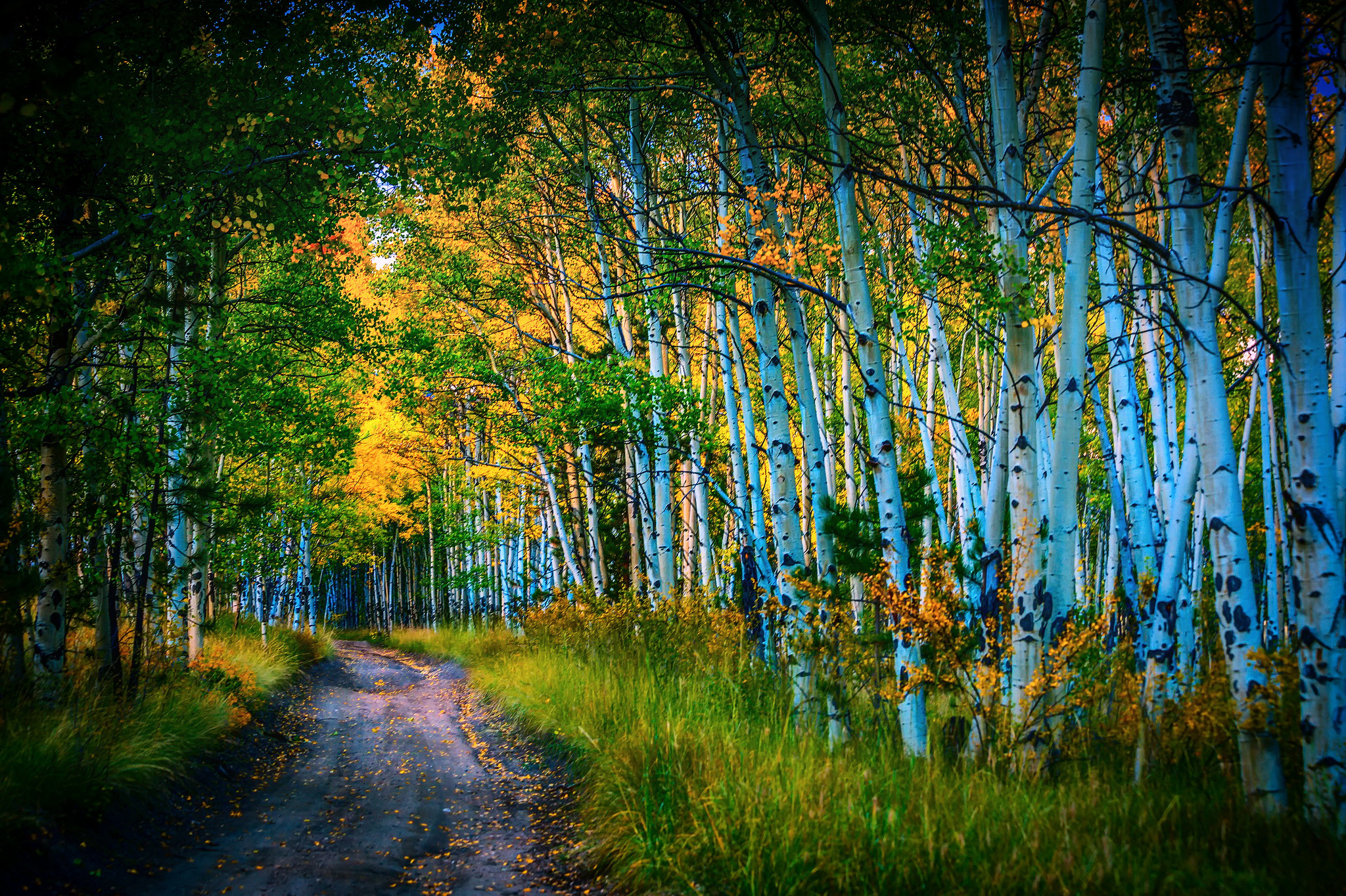 Birch Earth Forest Nature Path Tree 2048x1365