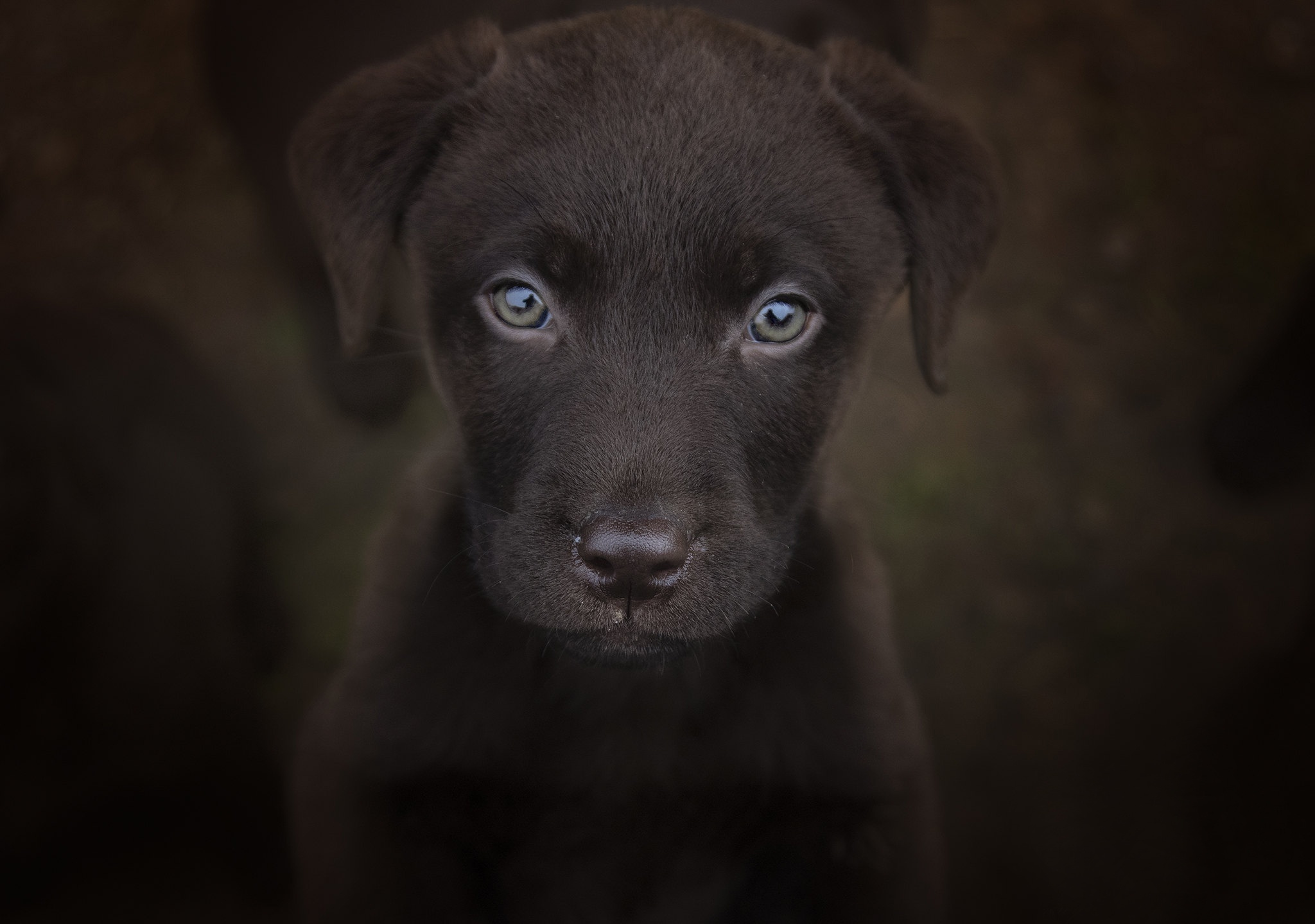 Baby Animal Dog Labrador Retriever Pet Puppy Stare 2048x1439