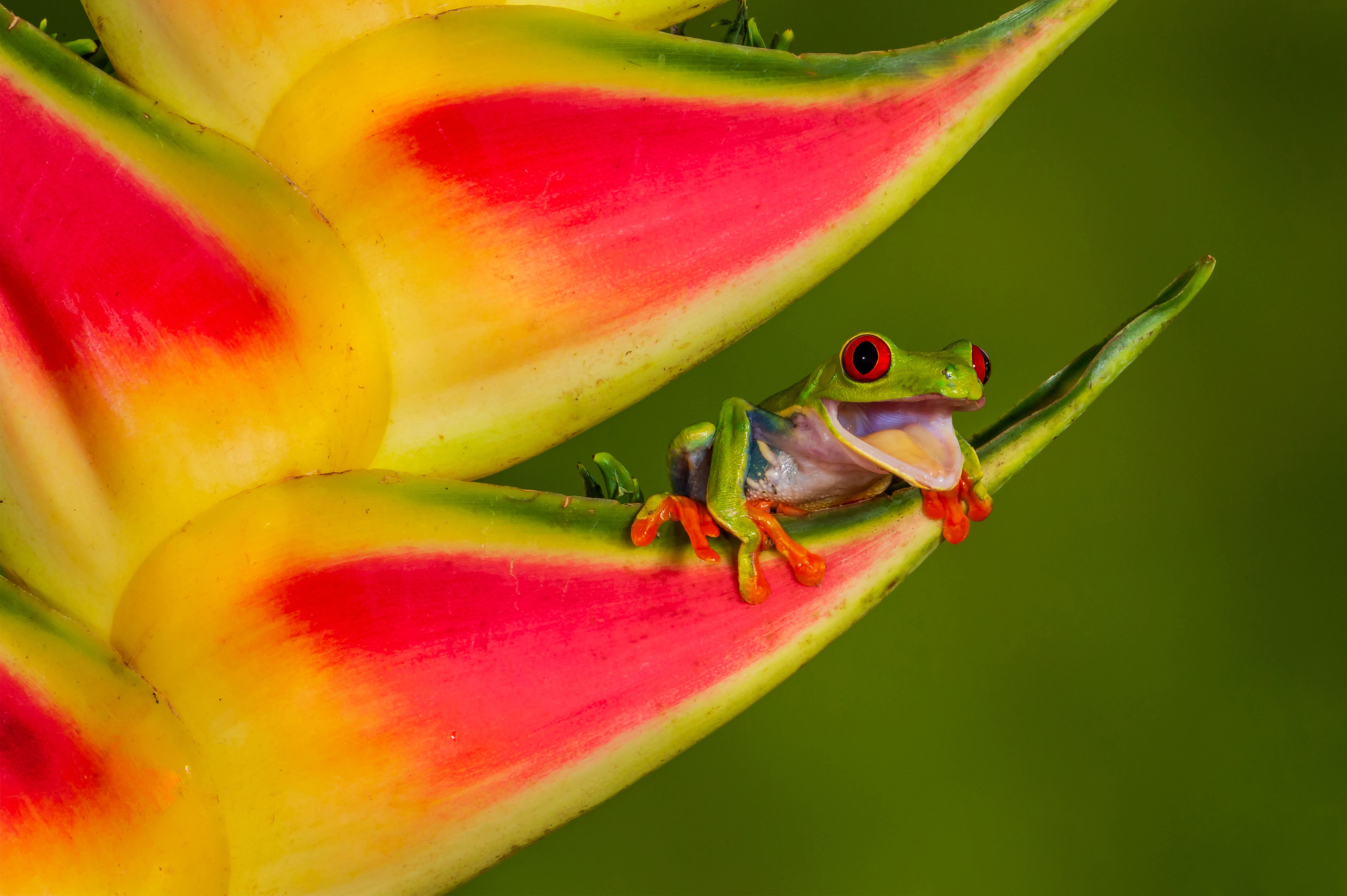 Amphibian Flower Frog Macro Red Eyed Tree Frog 4500x2995