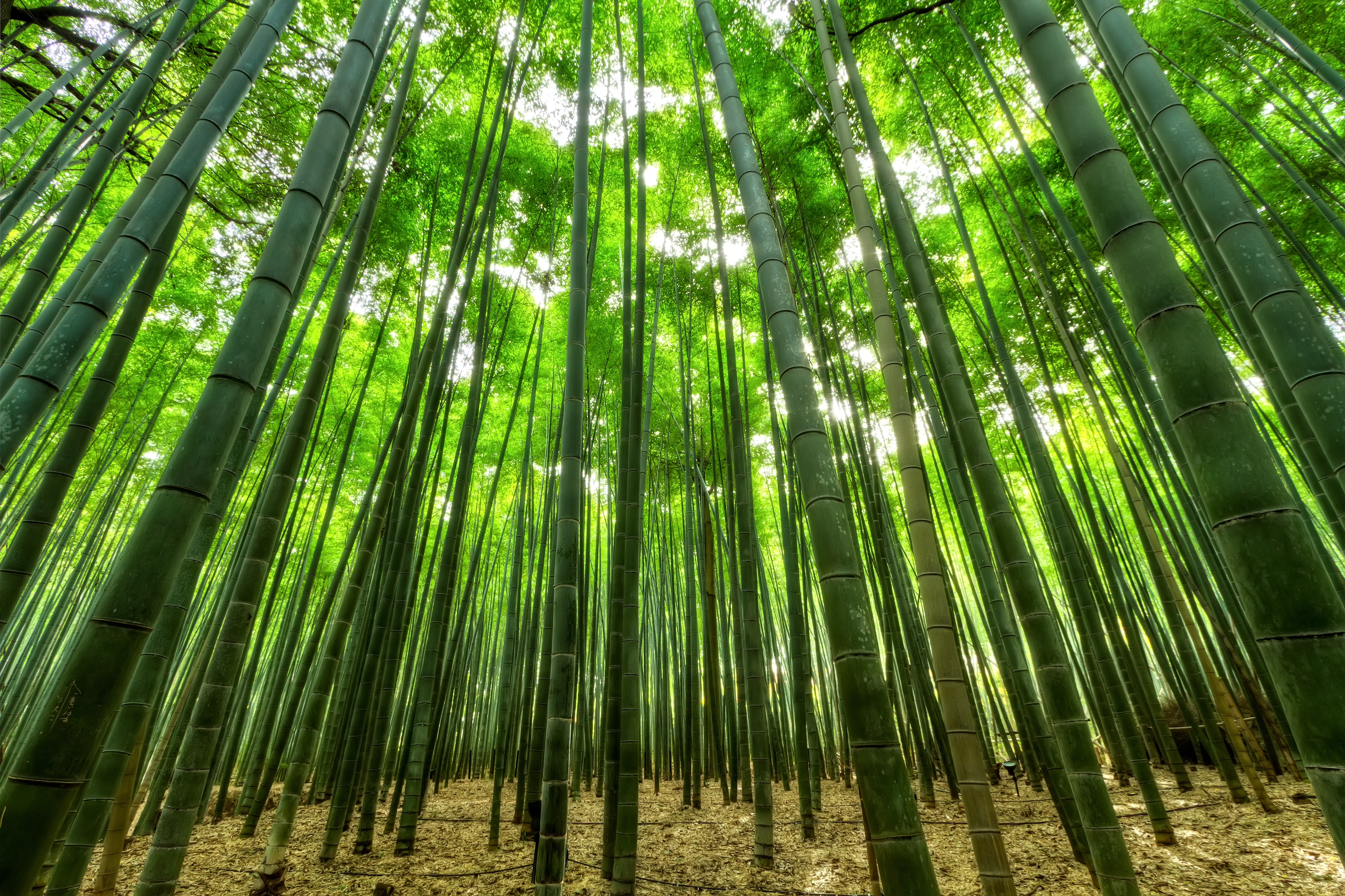 Bamboo Japan Jungle 5185x3456