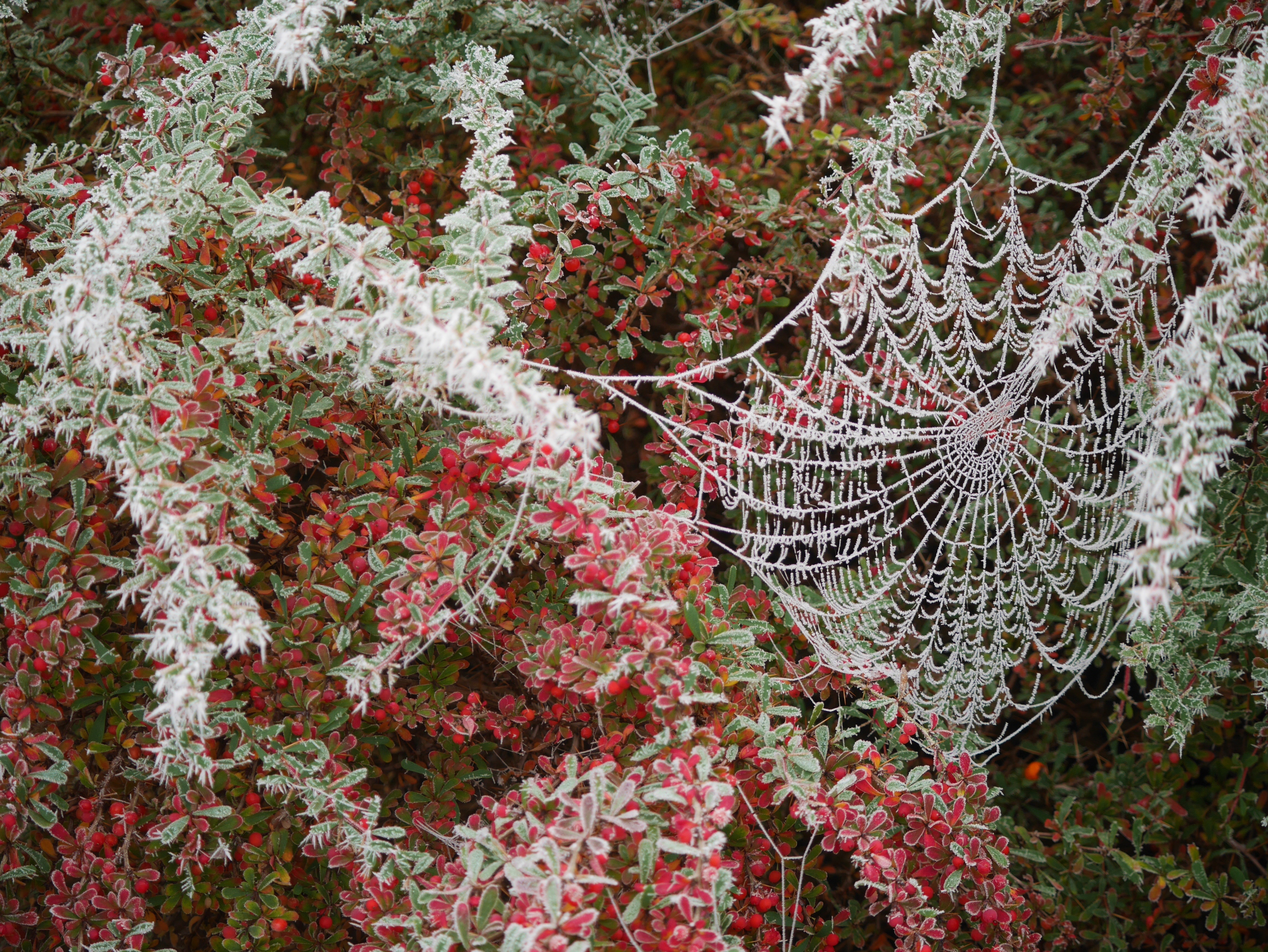 Frost Nature Spider Web 4592x3448