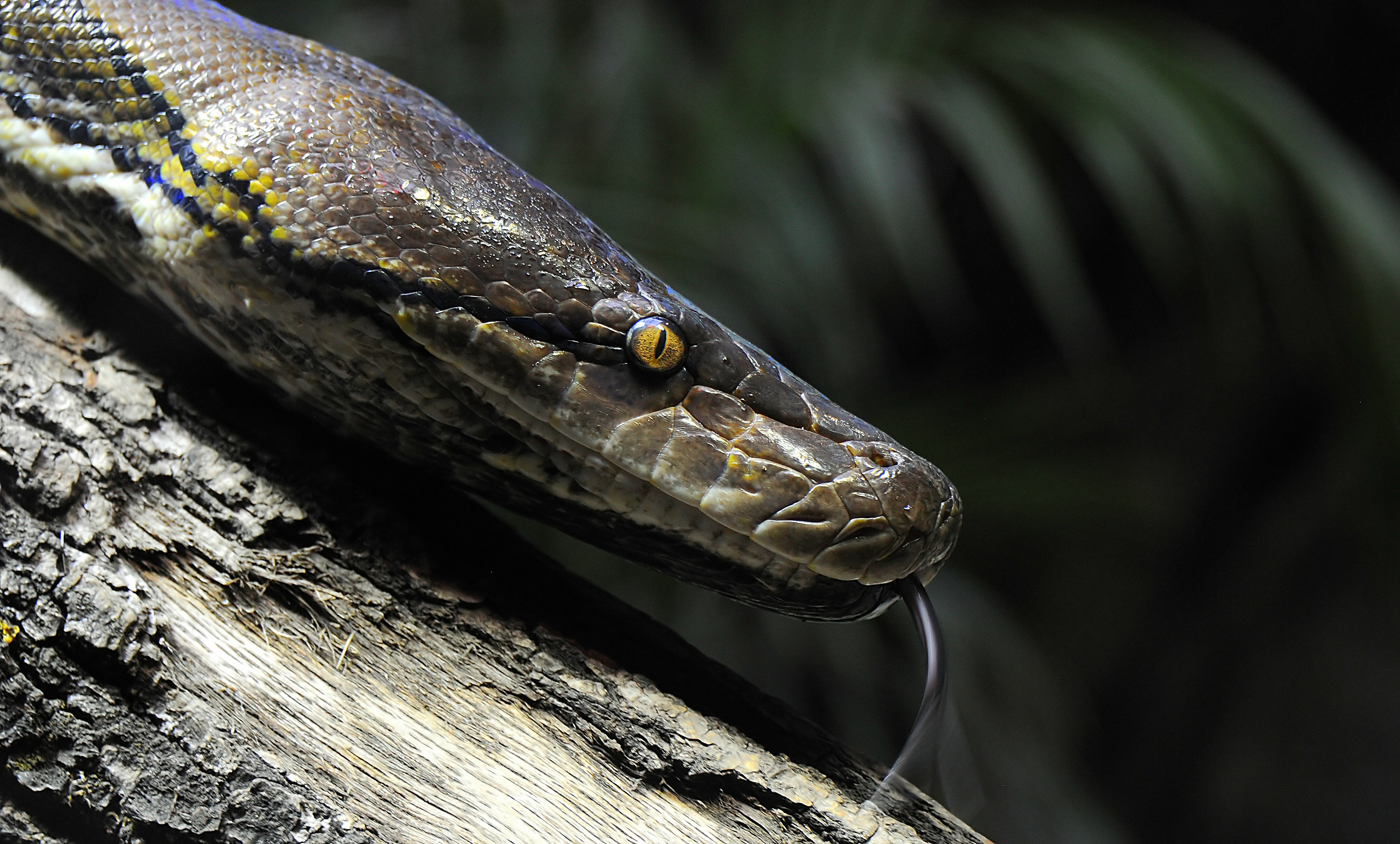 Close Up Reptile Snake 4288x2586