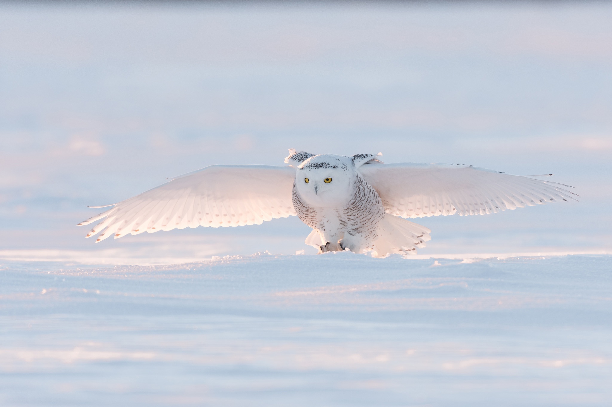 Bird Owl Snow Snowy Owl Wildlife 2048x1365