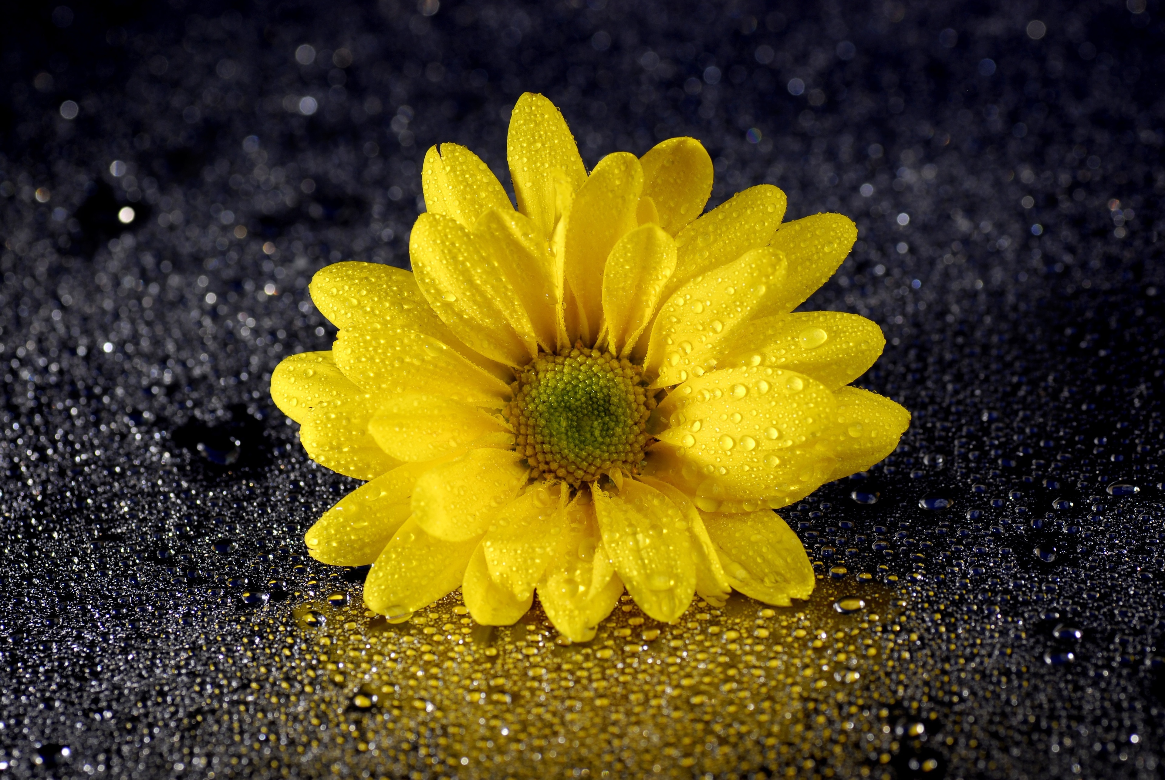 Daisy Flower Water Drop Yellow Flower 3840x2571