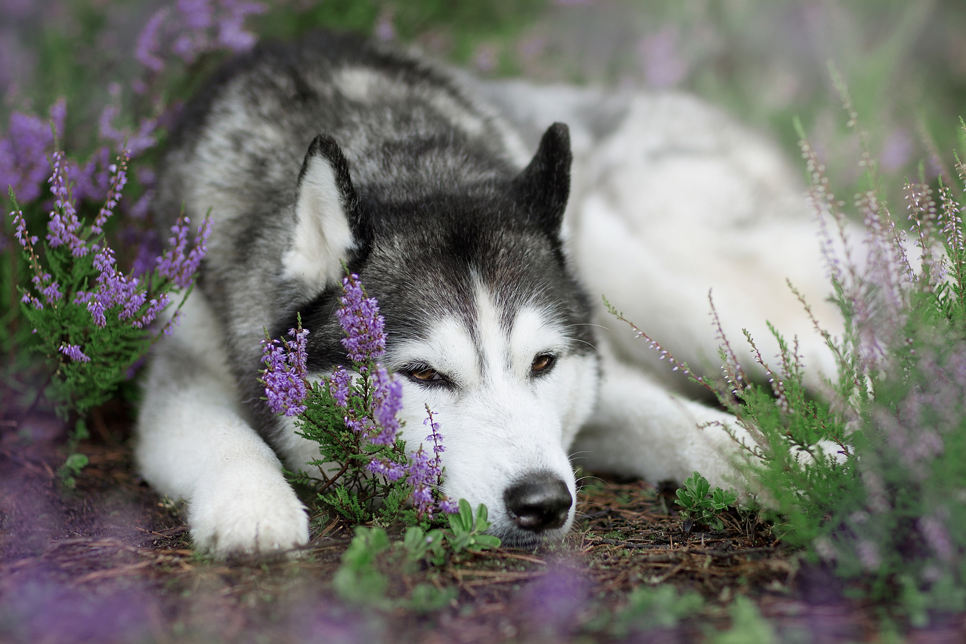 Dog Husky Pet Purple Flower Resting 1920x1280