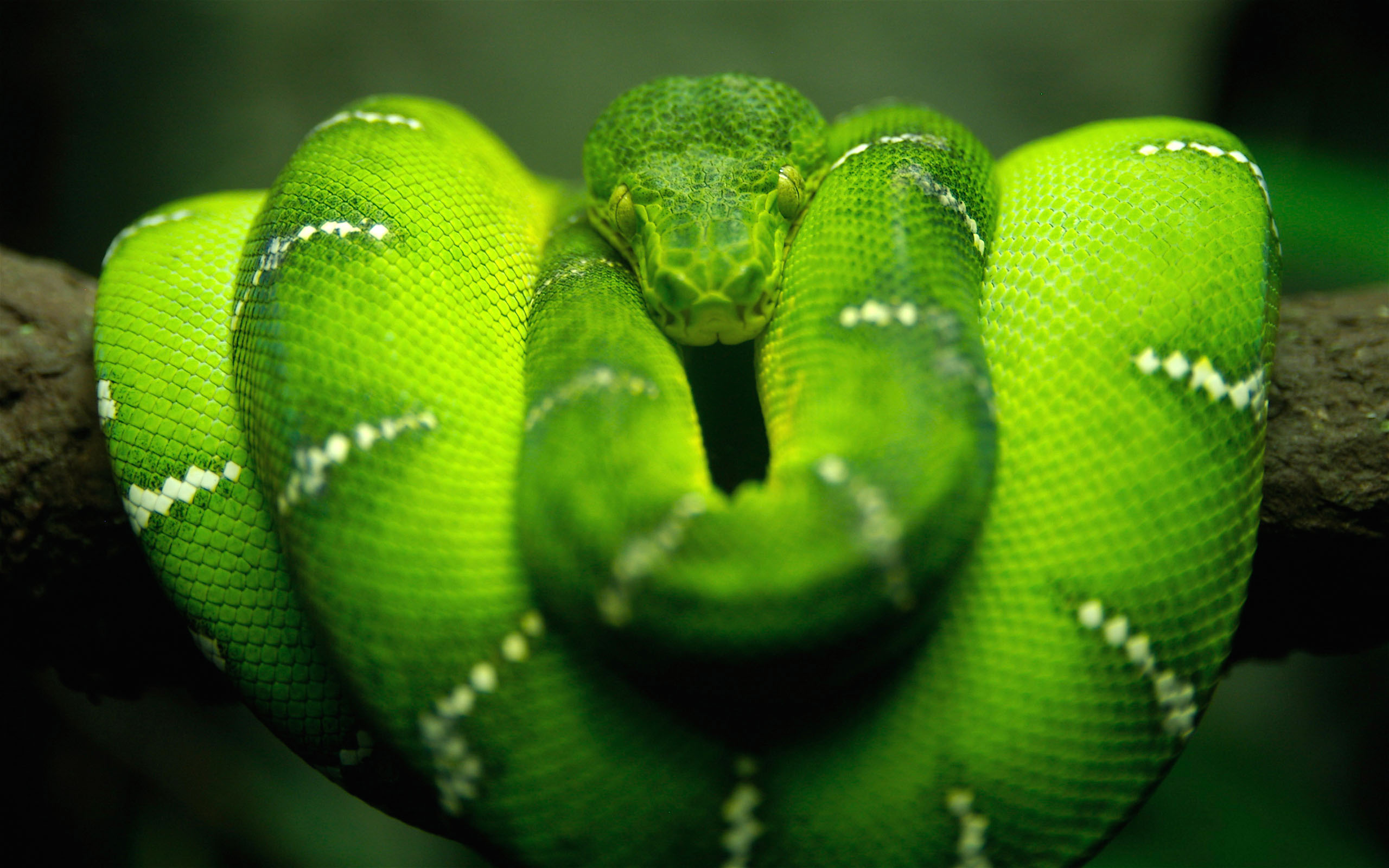 Boa Emerald Tree Boa Snake 2560x1600
