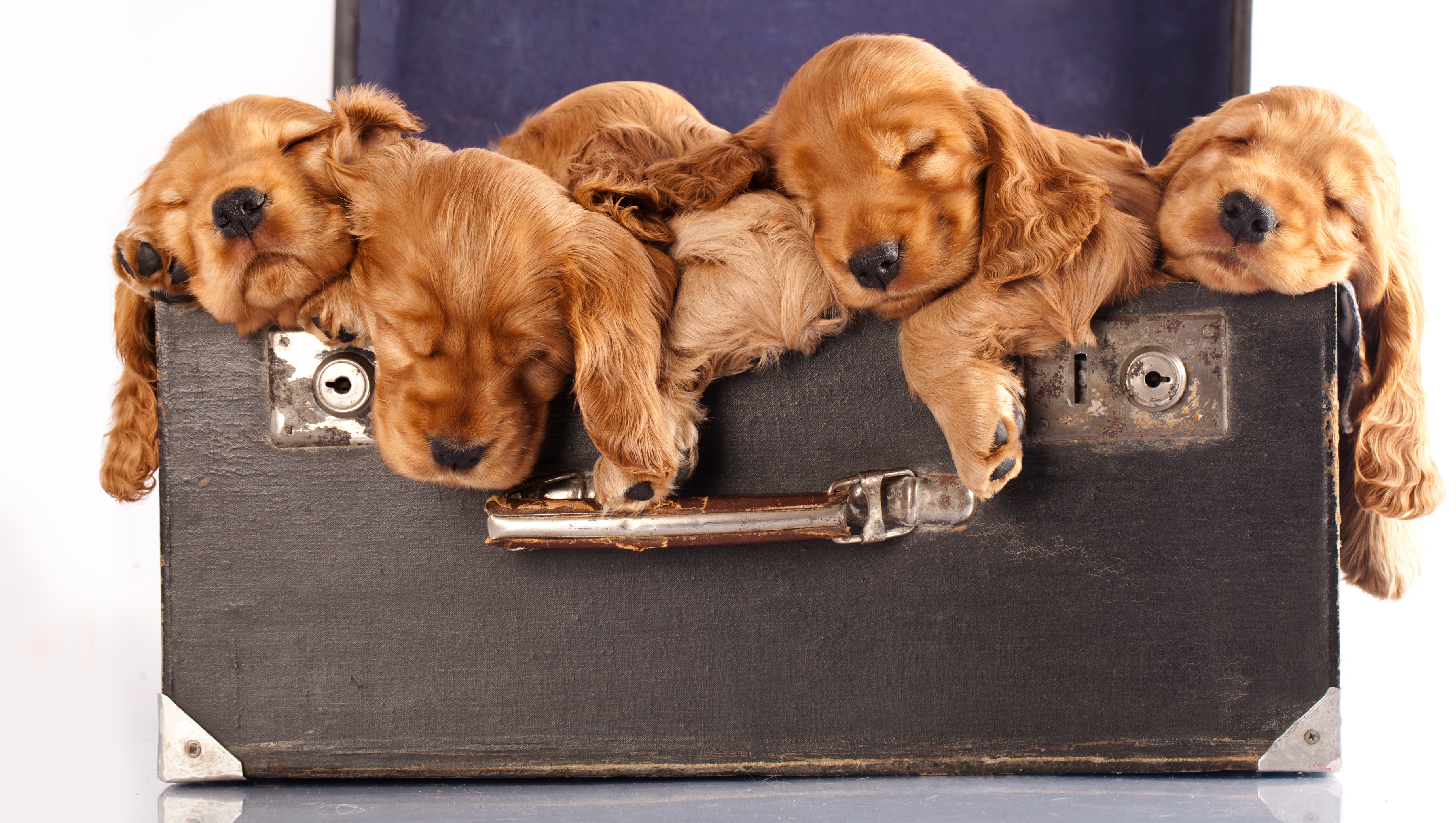 Baby Animal Dog Pet Puppy Sleeping Spaniel Suitcase 3600x2034