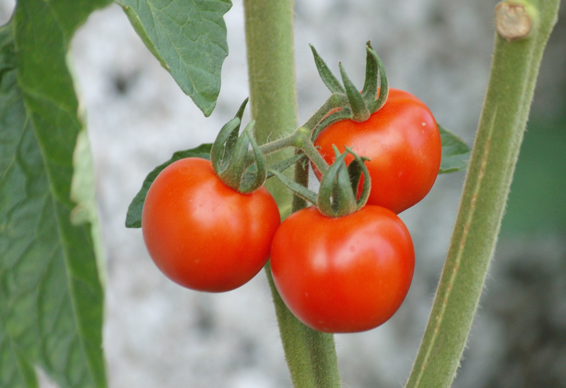 Food Tomato 1933x1324