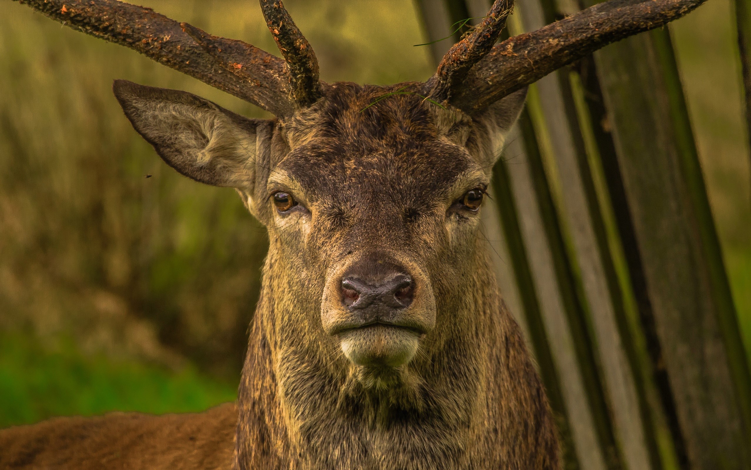 Animal Buck Close Up Deer Face 2556x1600
