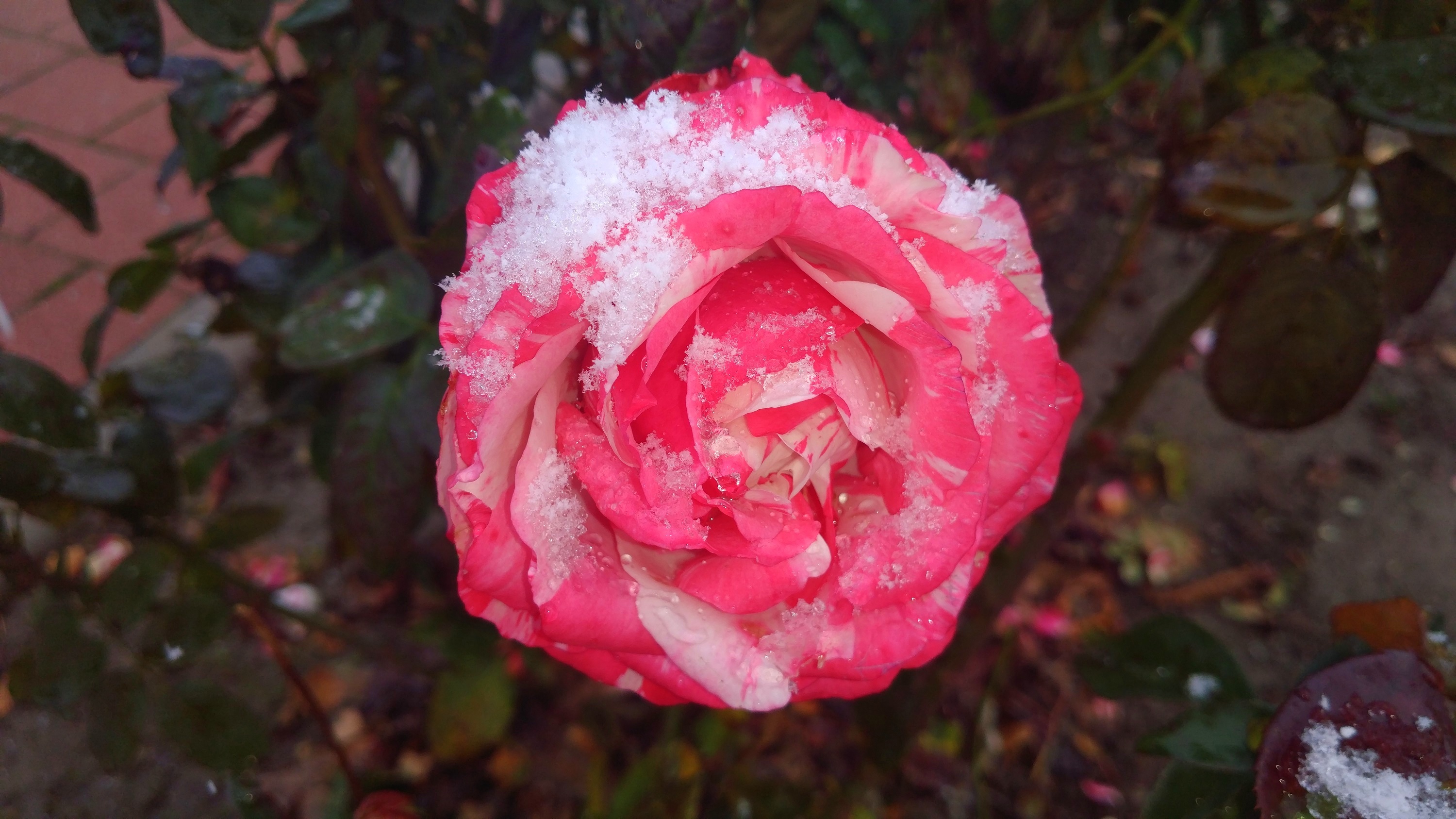 Flower Pink Rose 3000x1687