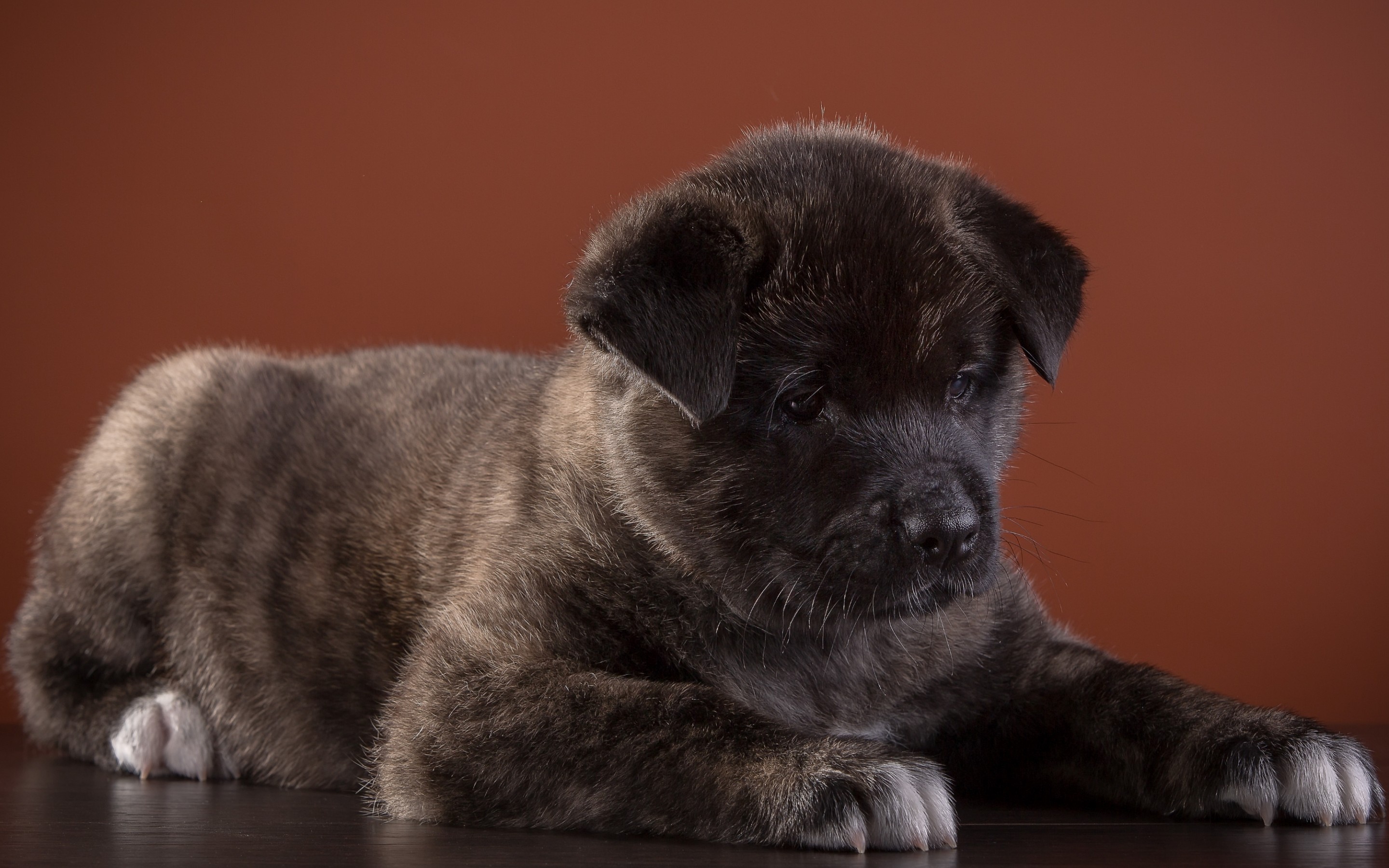 Akita Dog Puppy 2880x1800