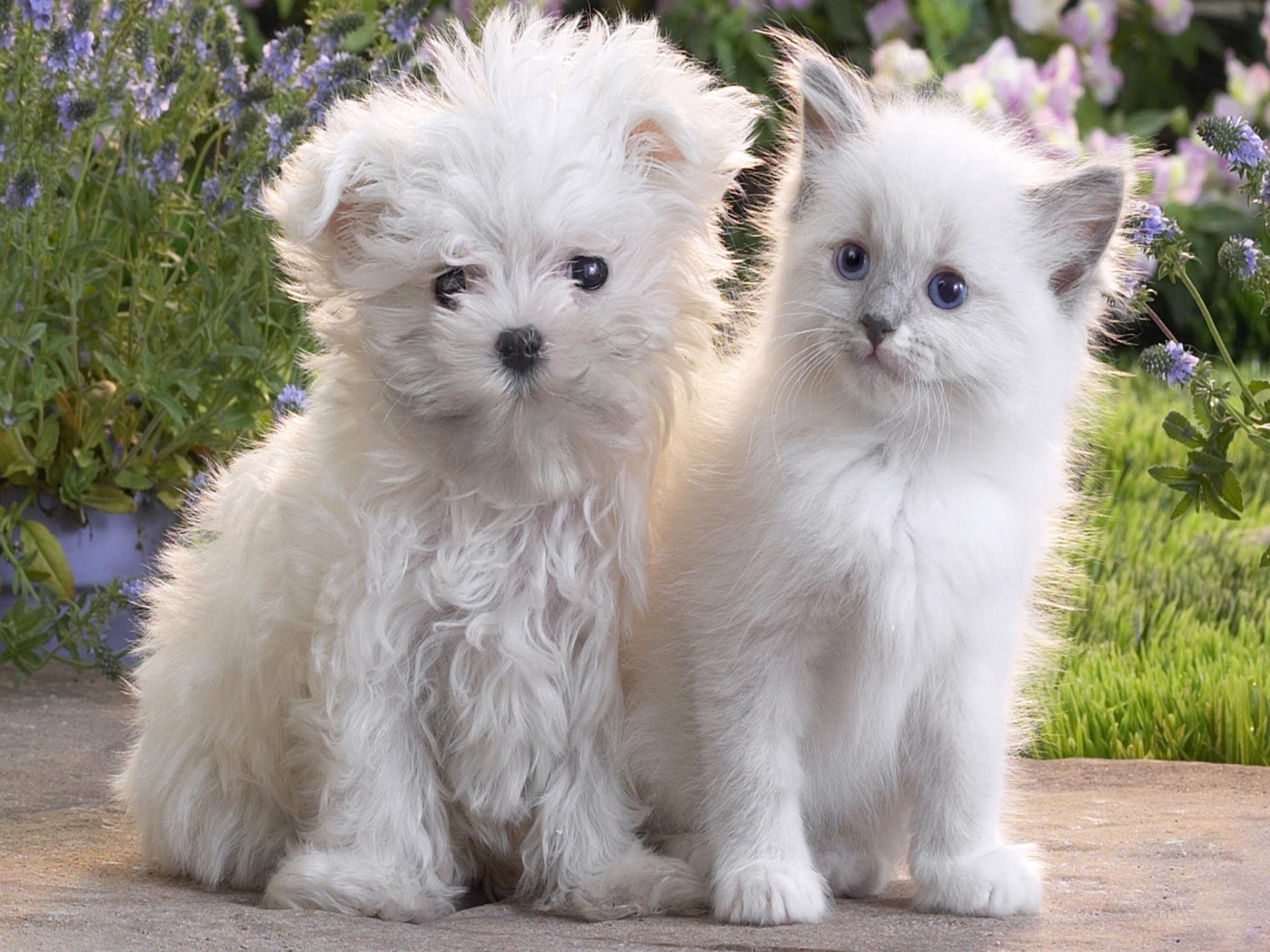 Animal Baby Animal Cat Cute Dog Kitten Puppy White 2048x1536