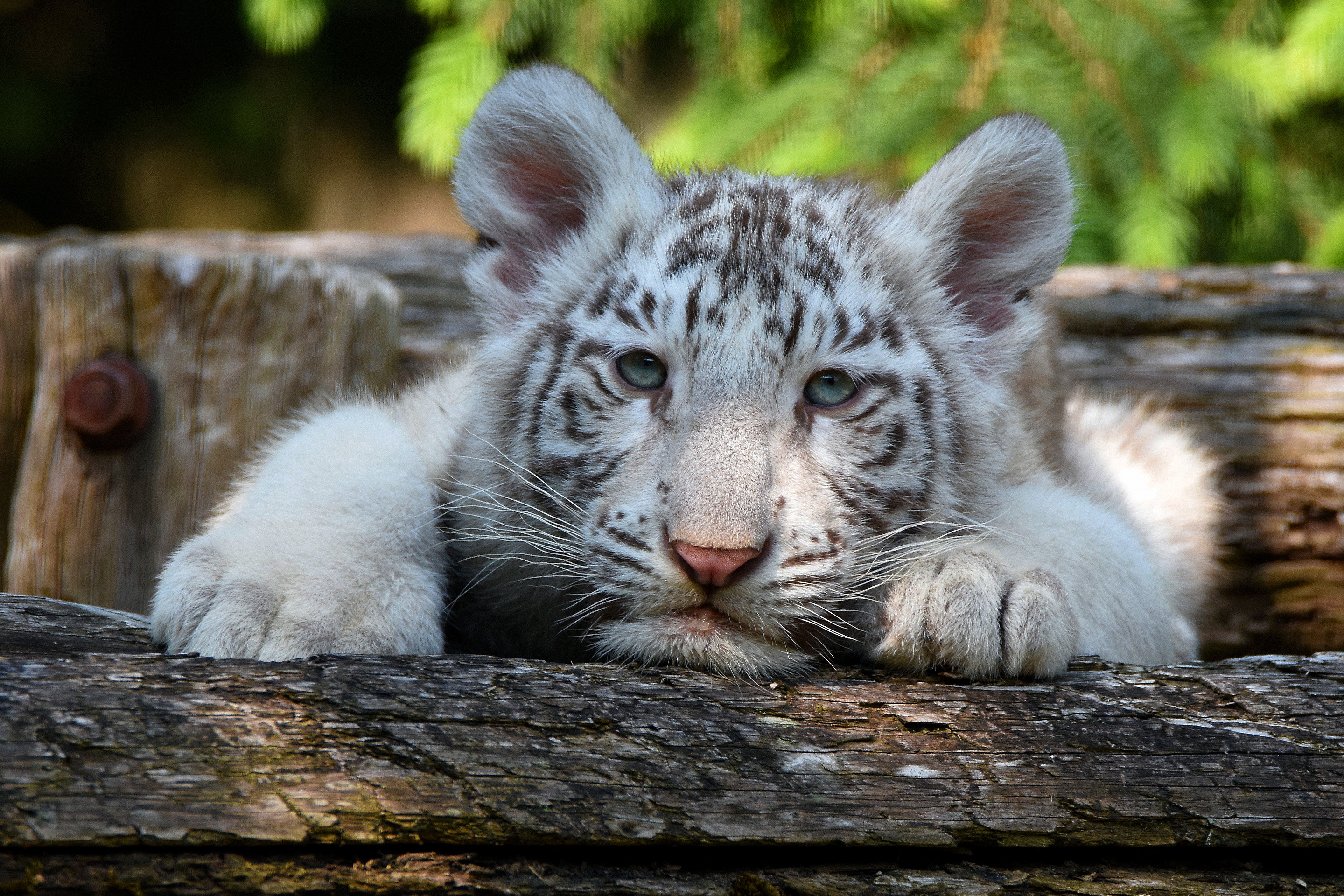 Baby Animal Big Cat Cub White Tiger Wildlife 2880x1920