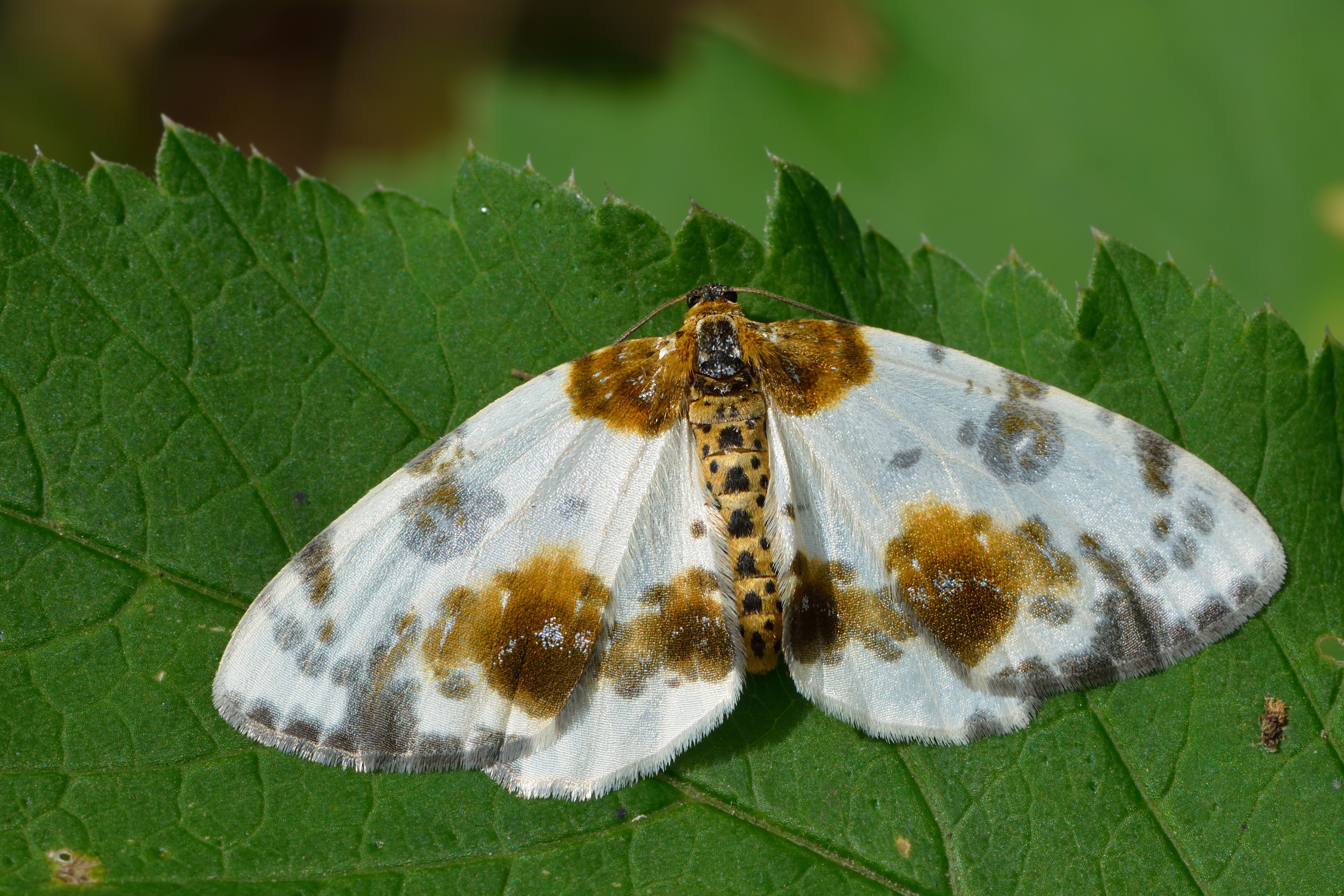 Animal Clouded Magpie Moth 4500x3000