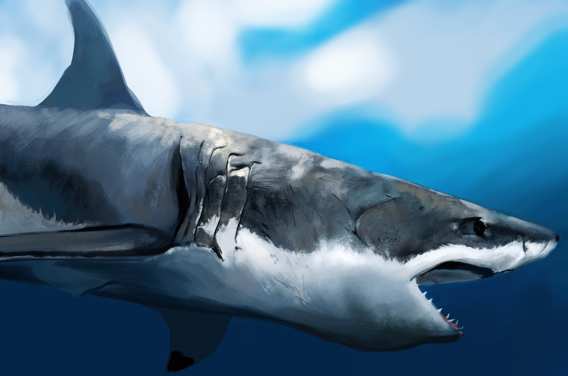 Animal Shark 1953x1296