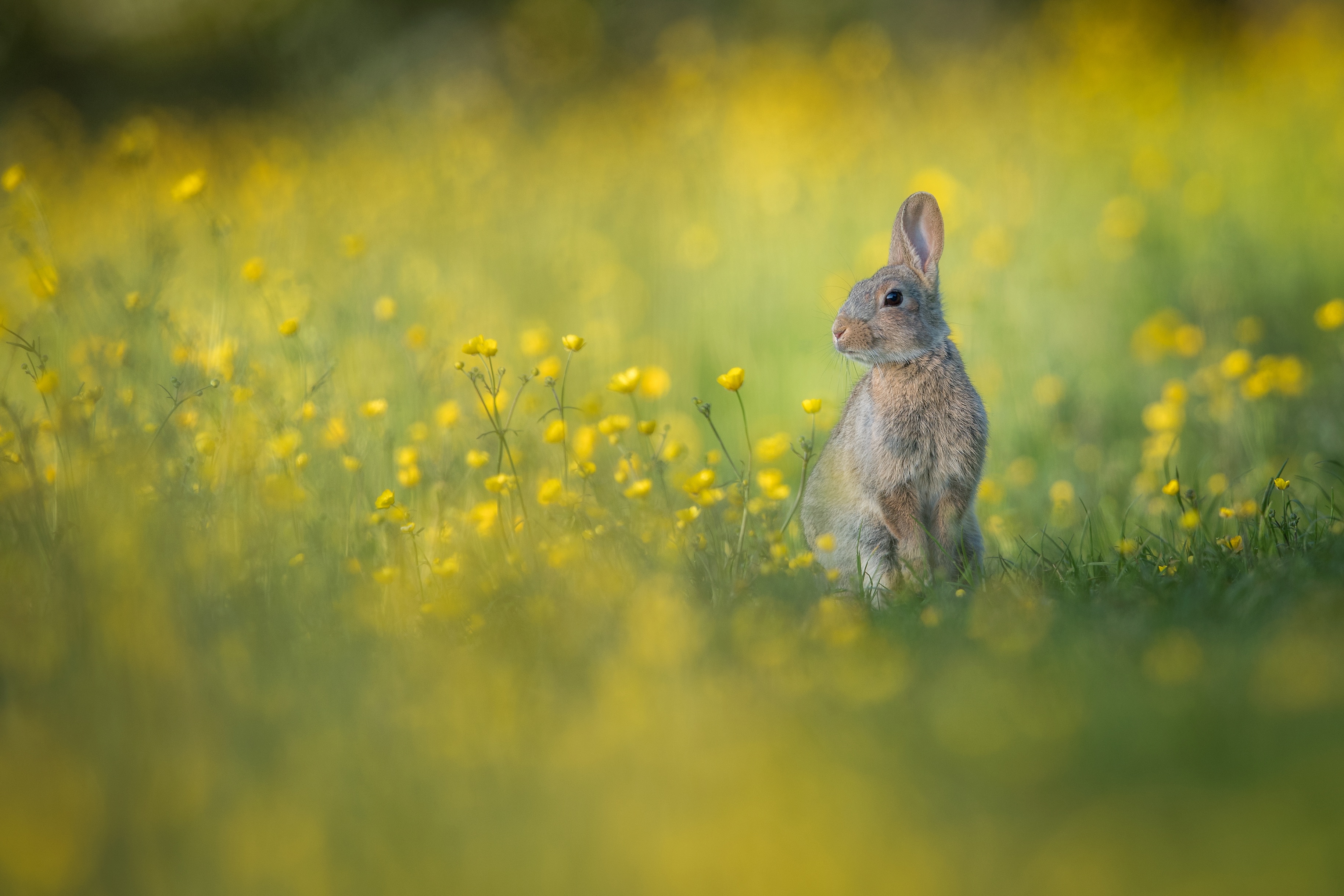 Rabbit Wildlife Yellow Flower 3658x2439