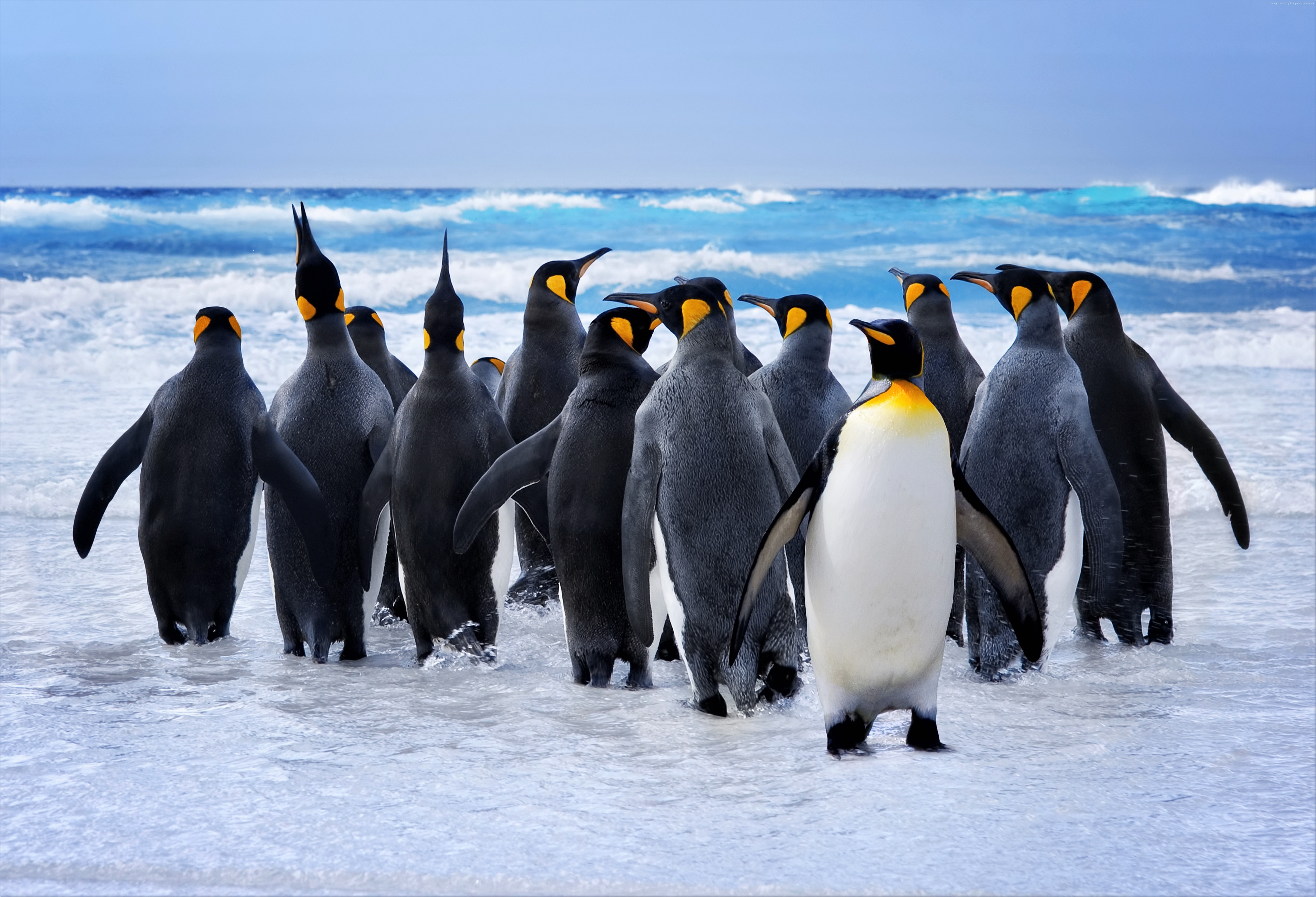 Bird King Penguin Ocean Penguin Sea 7080x4824