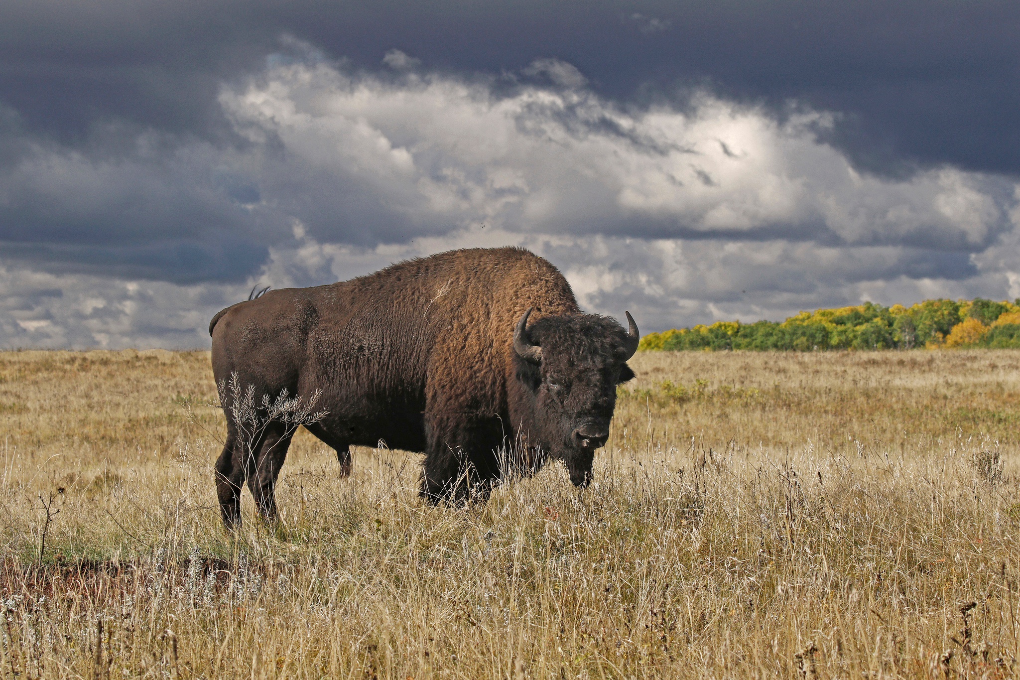 American Bison Field Wildlife 2048x1365