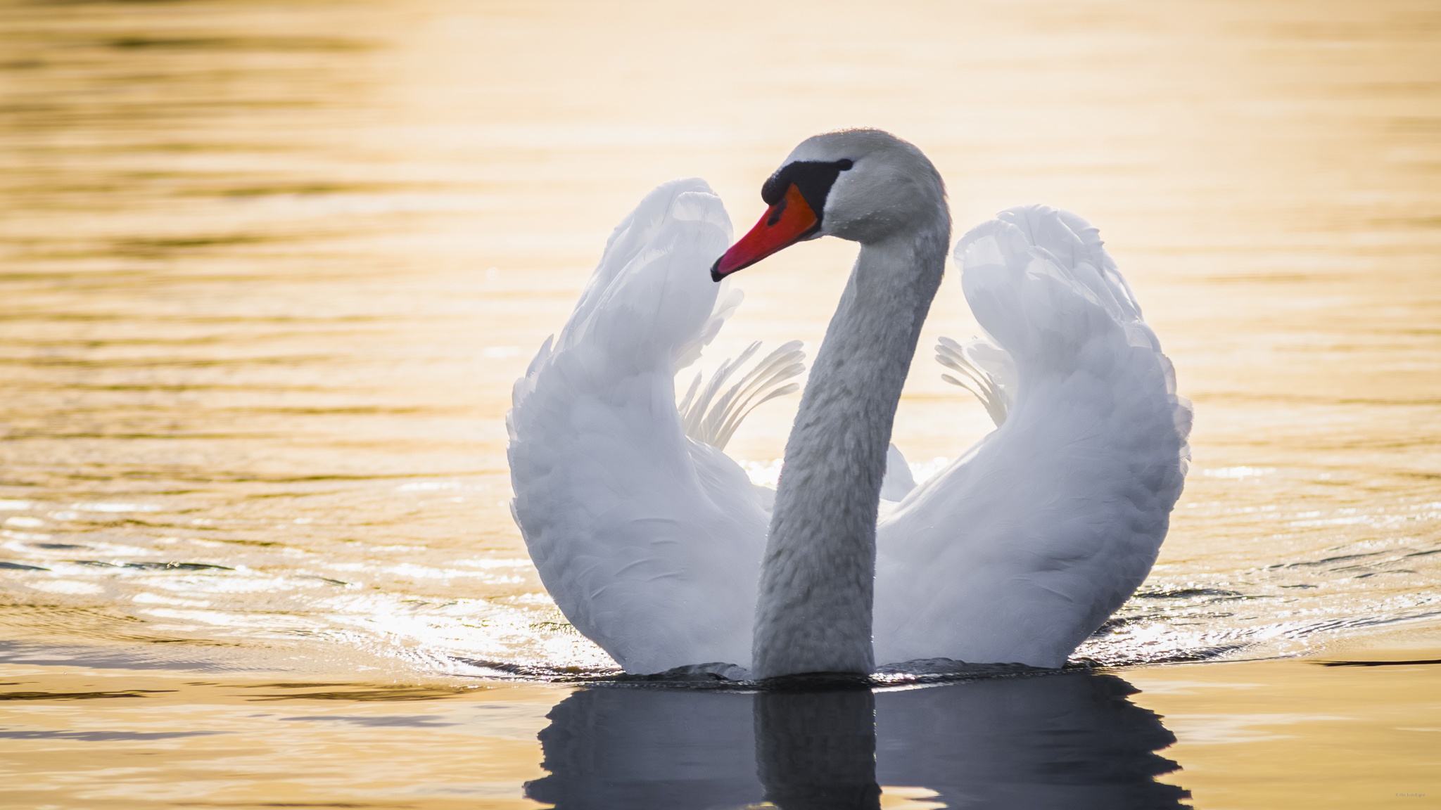 Bird Mute Swan Swan Water Wildlife 2048x1152