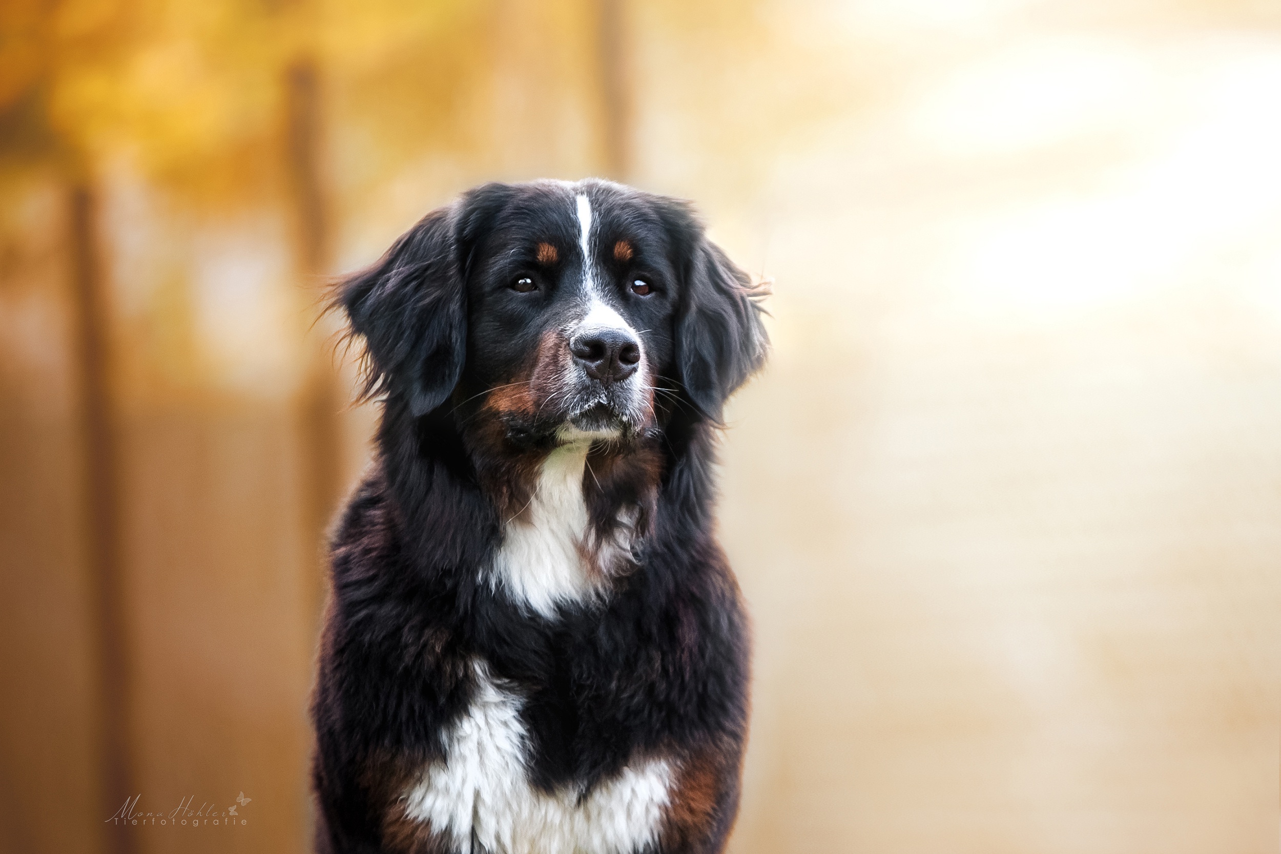 Bernese Mountain Dog Dog Pet 2500x1667