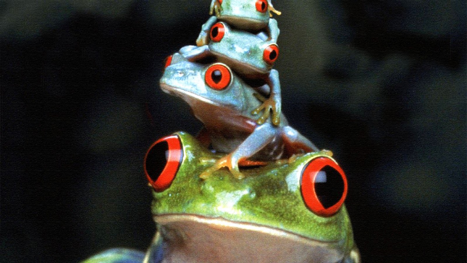Frog 1600x900