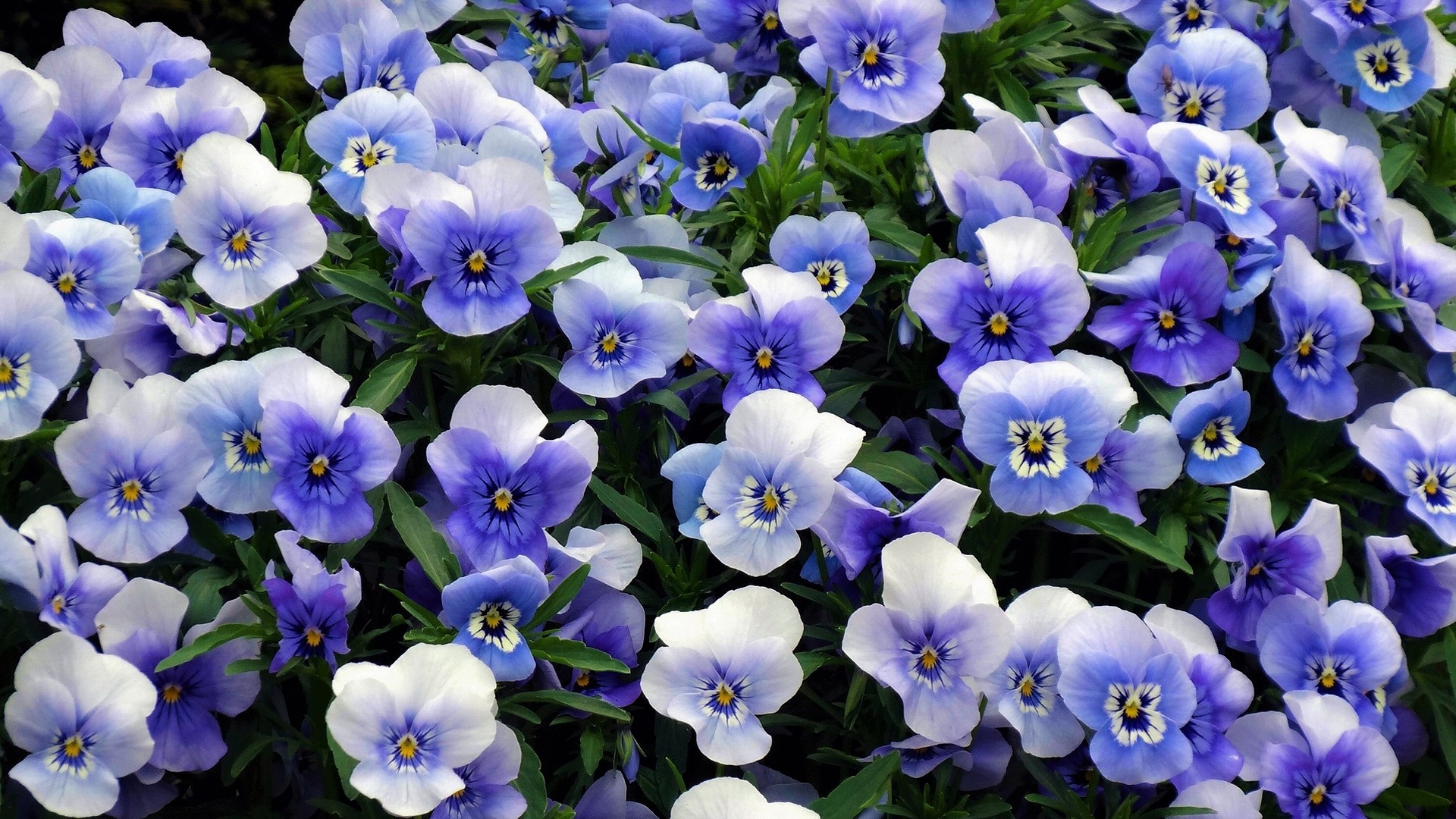 Earth Flower Pansy Purple Flower 1920x1080