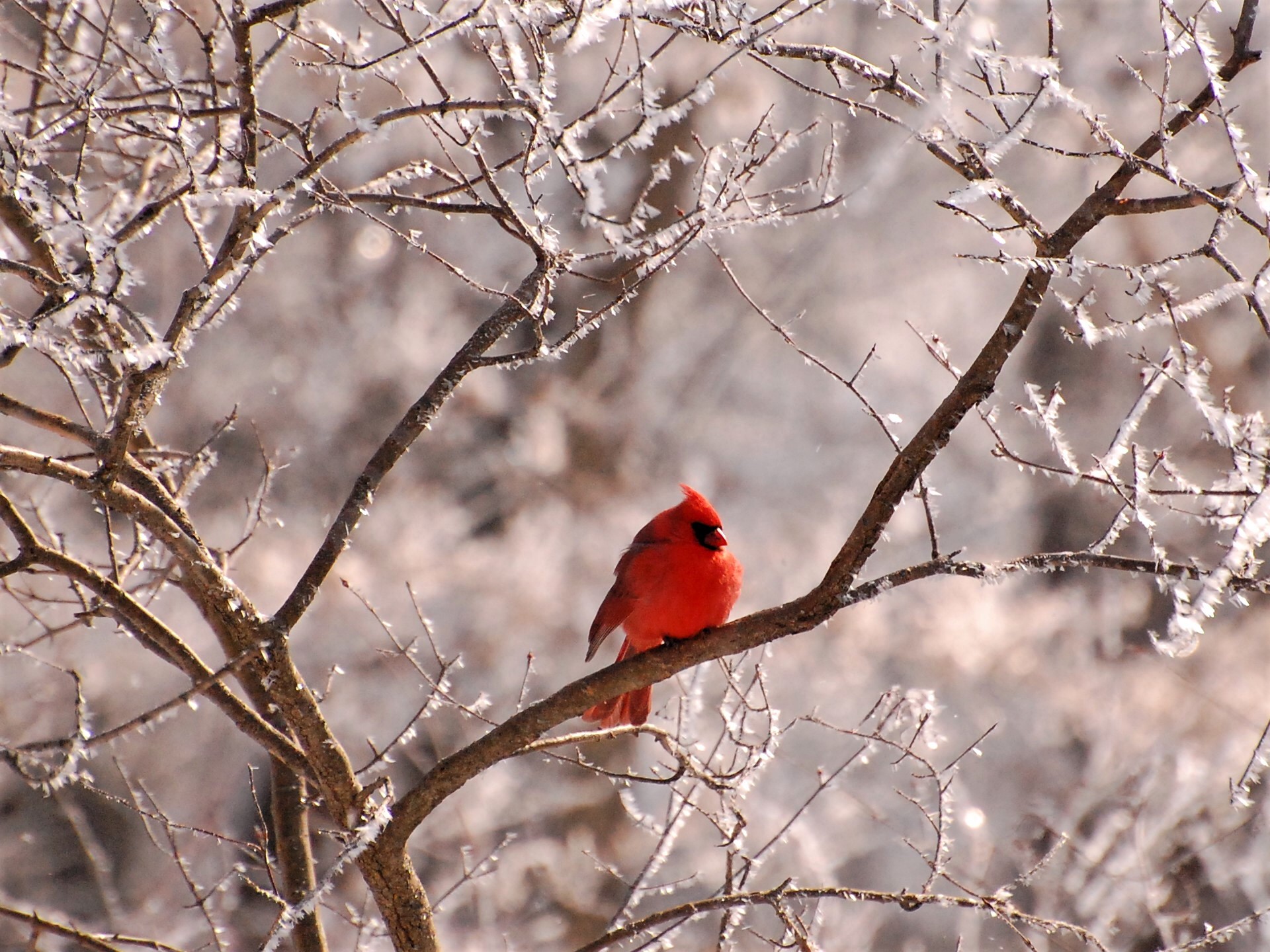 Animal Bird Branch Cardinal Ice Northern Cardinal Wildlife Winter 1920x1440